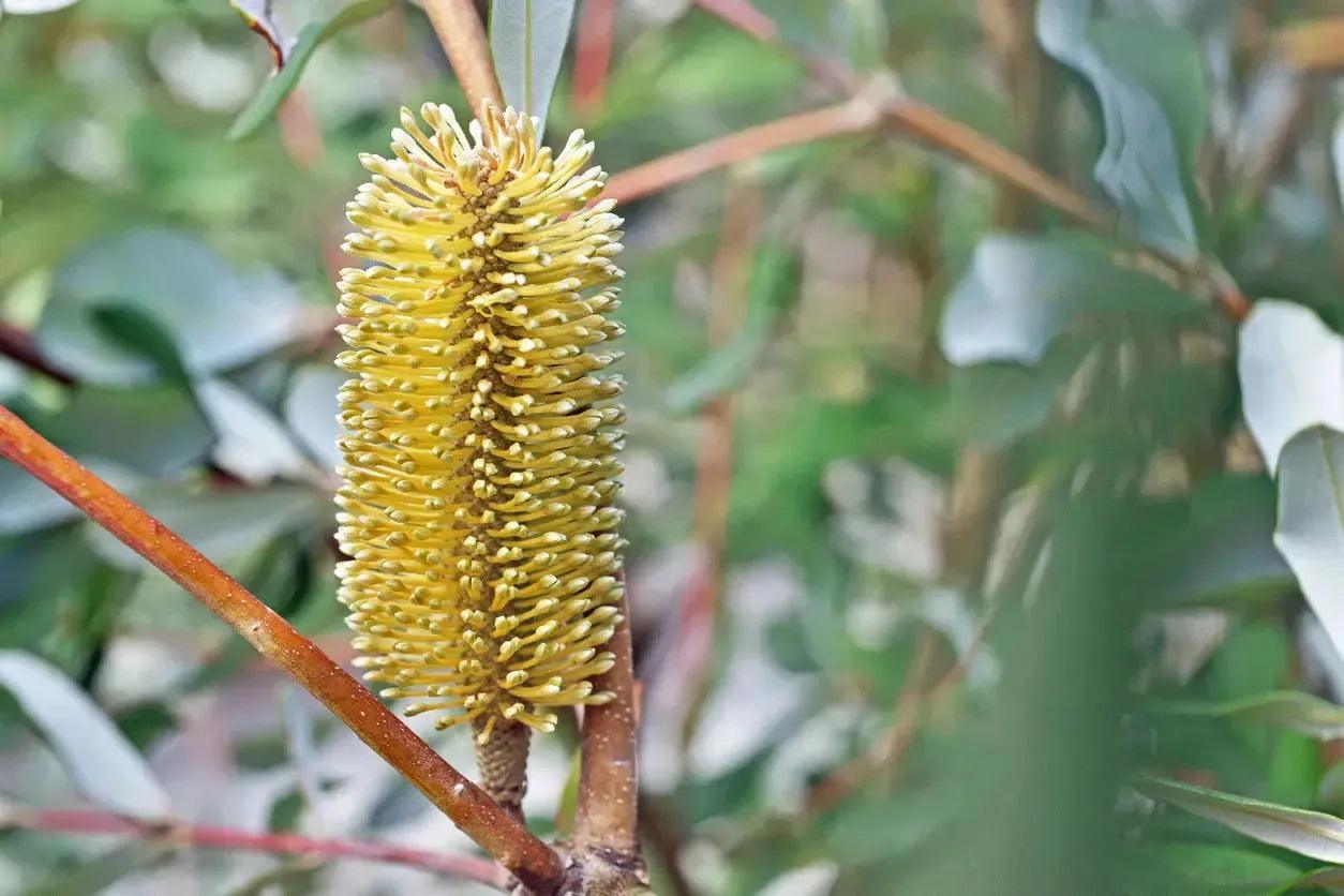 Close-up of yellow Banksia integrifolia flower spike with green leaves and branches