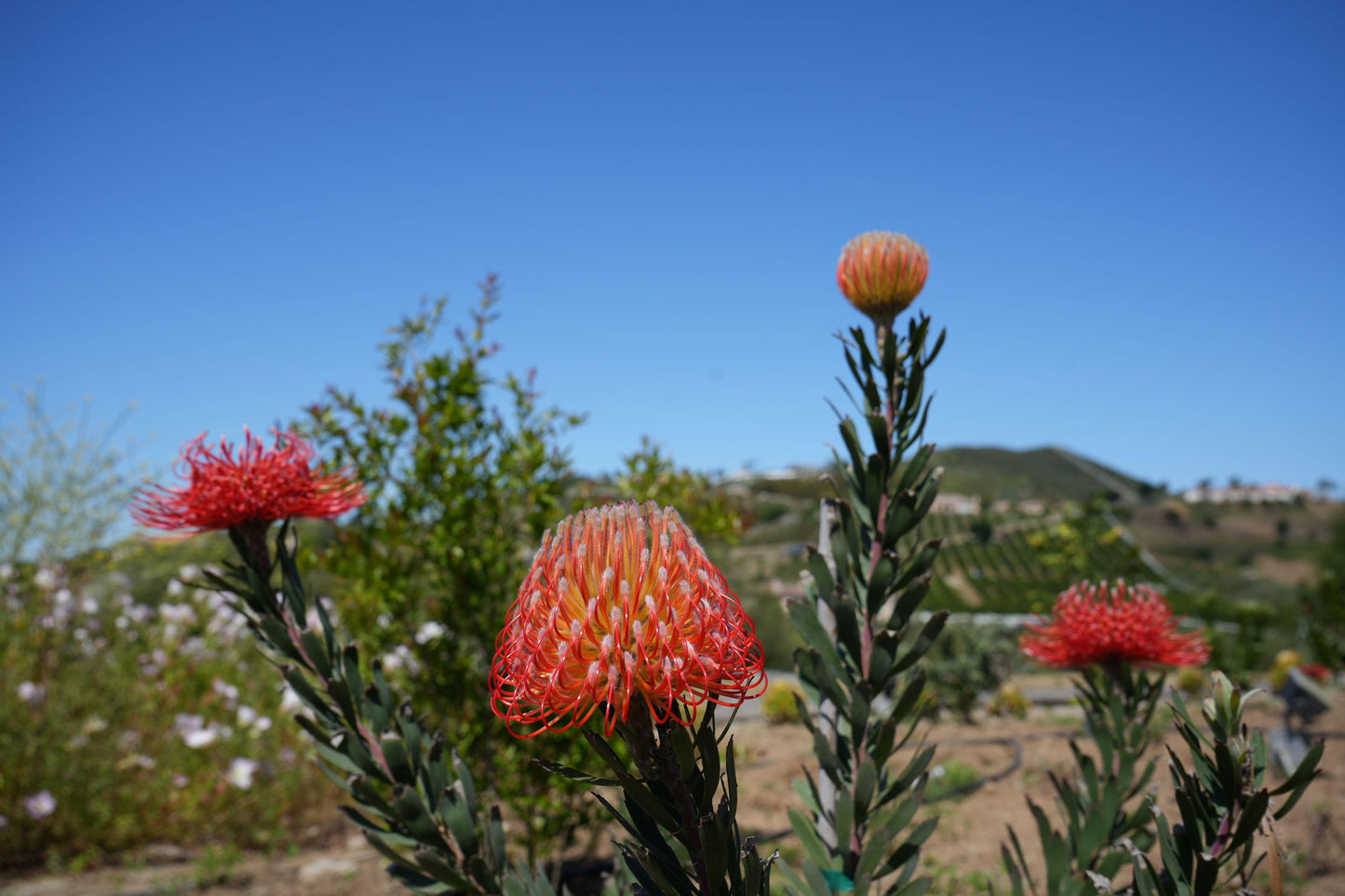 Close-up of vibrant orange pincushion protea flowers in a garden with hills and clear blue sky