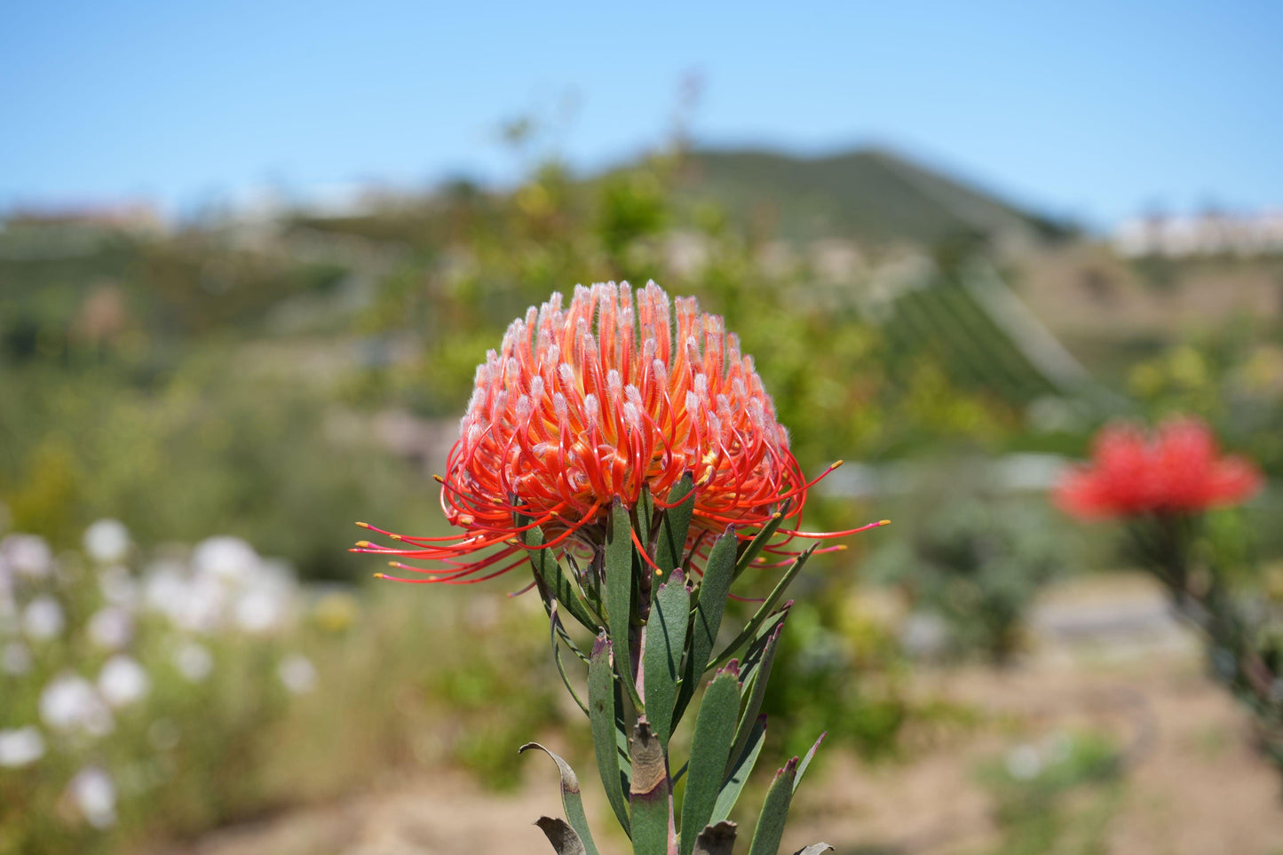Close-up of a vibrant orange pincushion protea flower in a sunny garden with hills in the background