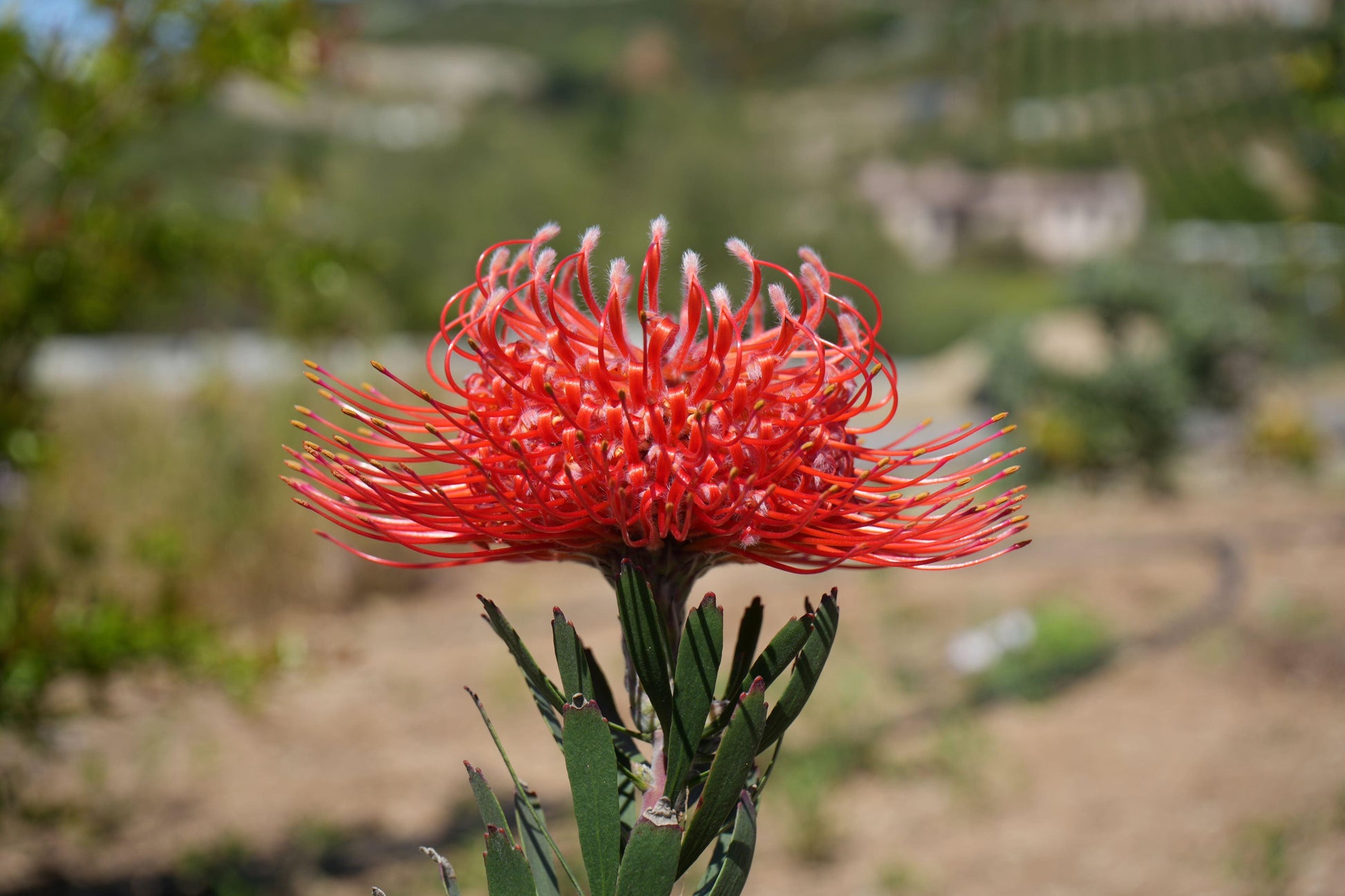 Close-up of a vibrant red pincushion protea flower with green leaves in a sunlit garden