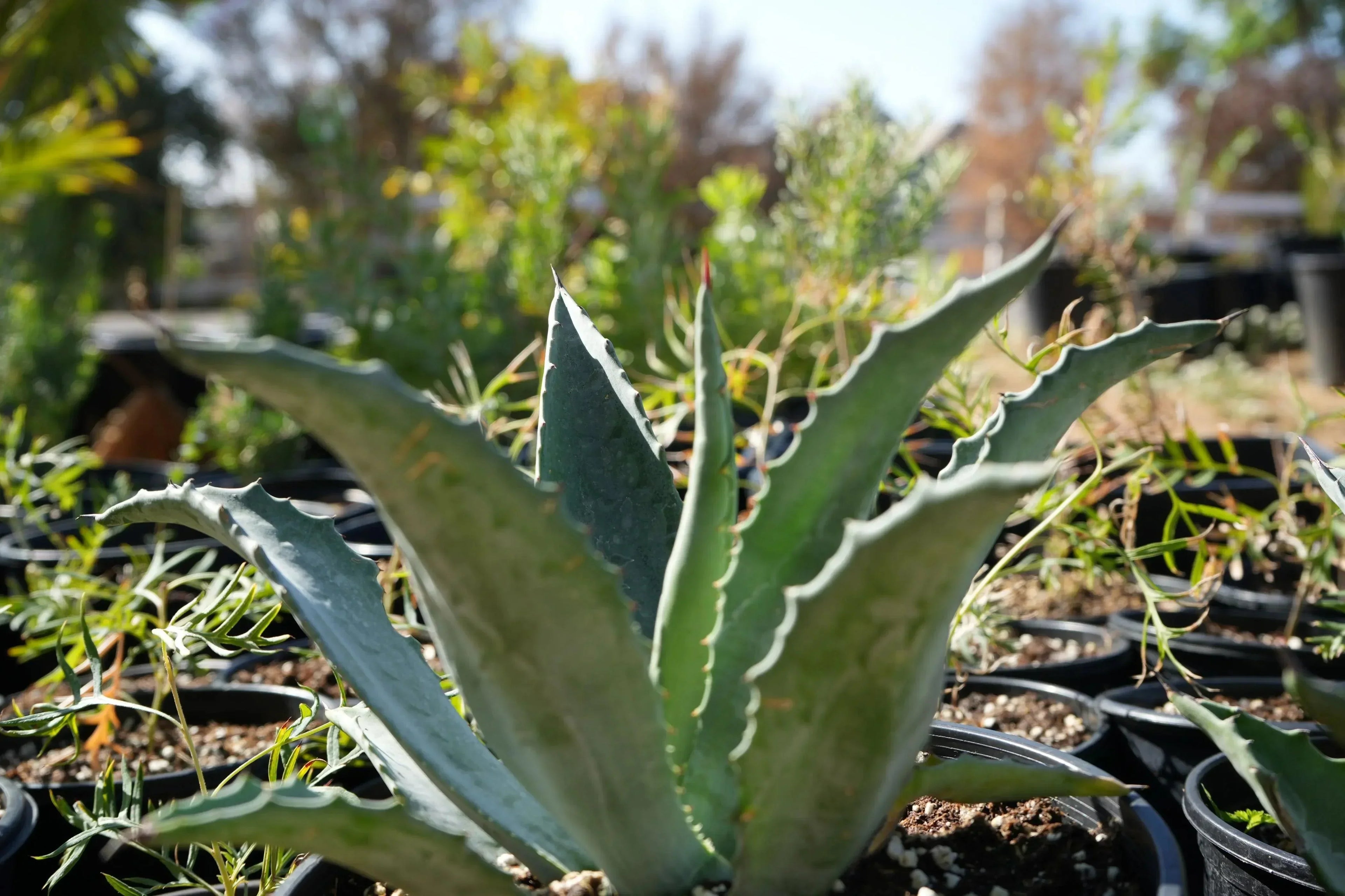 Agave americana plant with blue-green spiky leaves in a nursery setting outdoors