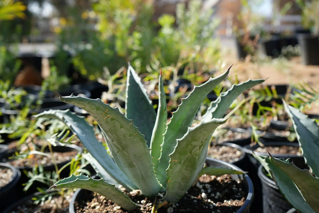 Agave americana succulent in black nursery pot outdoors, surrounded by other potted plants