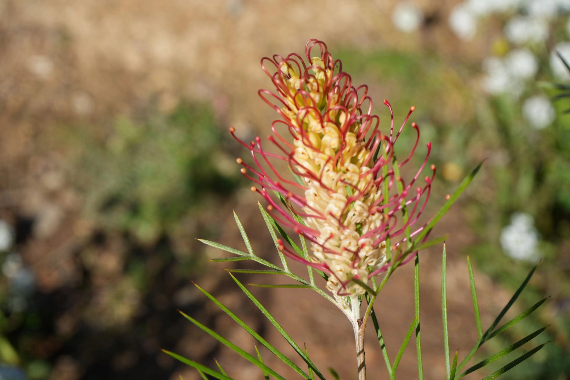 Close-up of Grevillea Kings Rainbow flower with red and cream curved petals and green leaves
