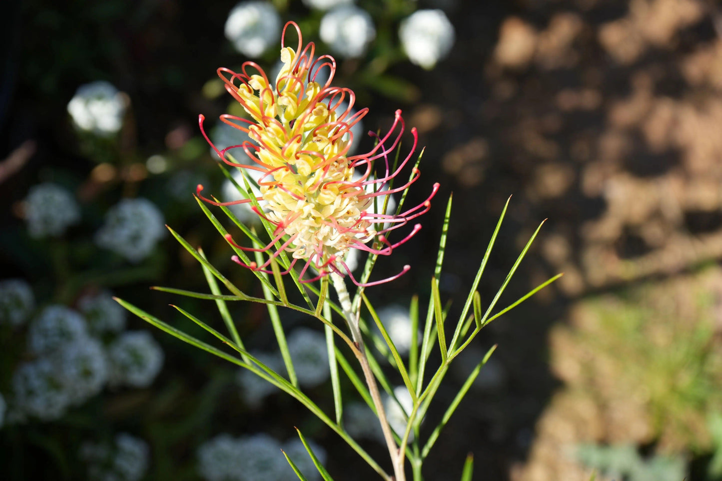 Close-up of Grevillea Kings Rainbow flower with red and yellow petals and green slender leaves