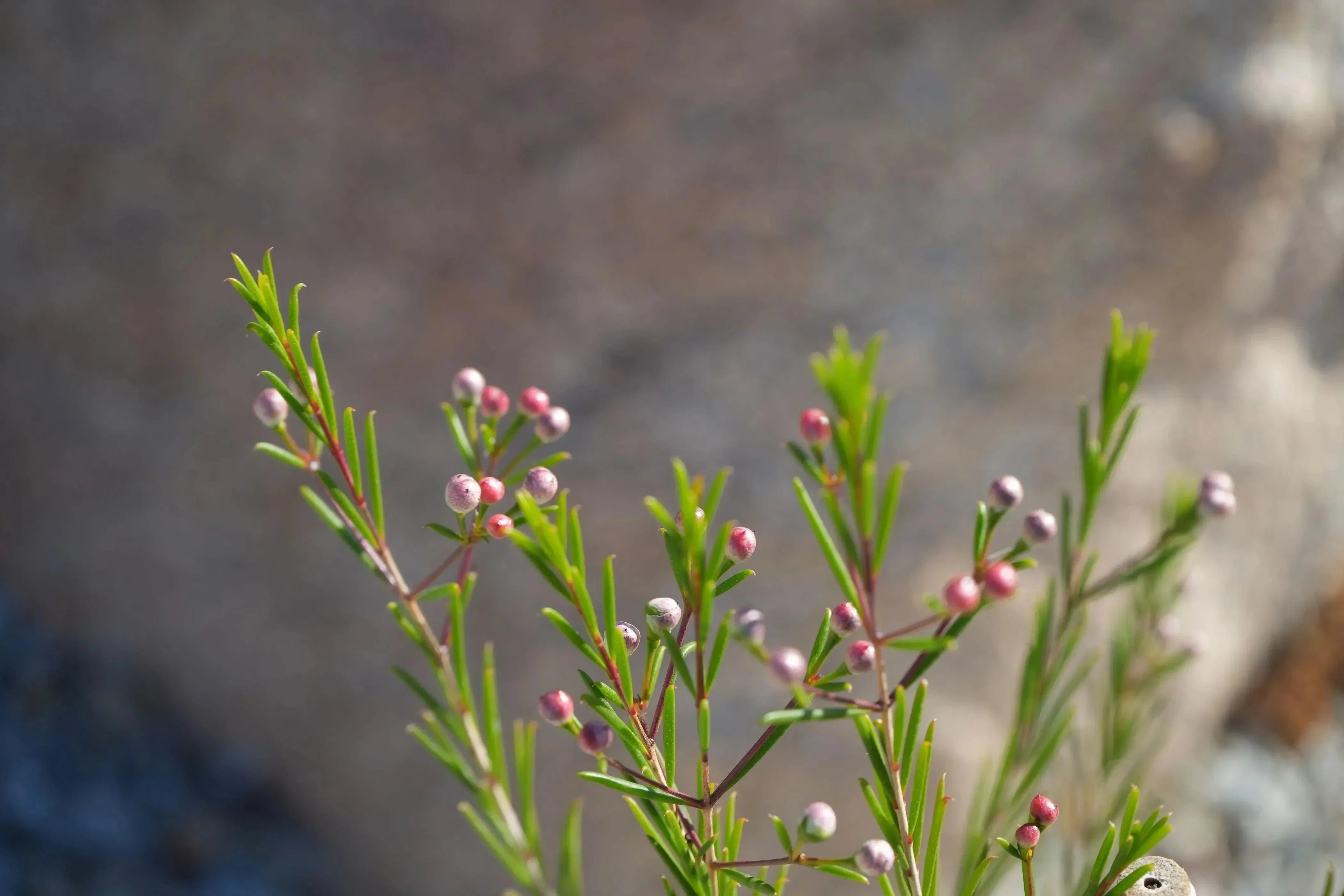 Chamelaucium waxflower plant with needle-like green leaves and small pink flower buds outdoors