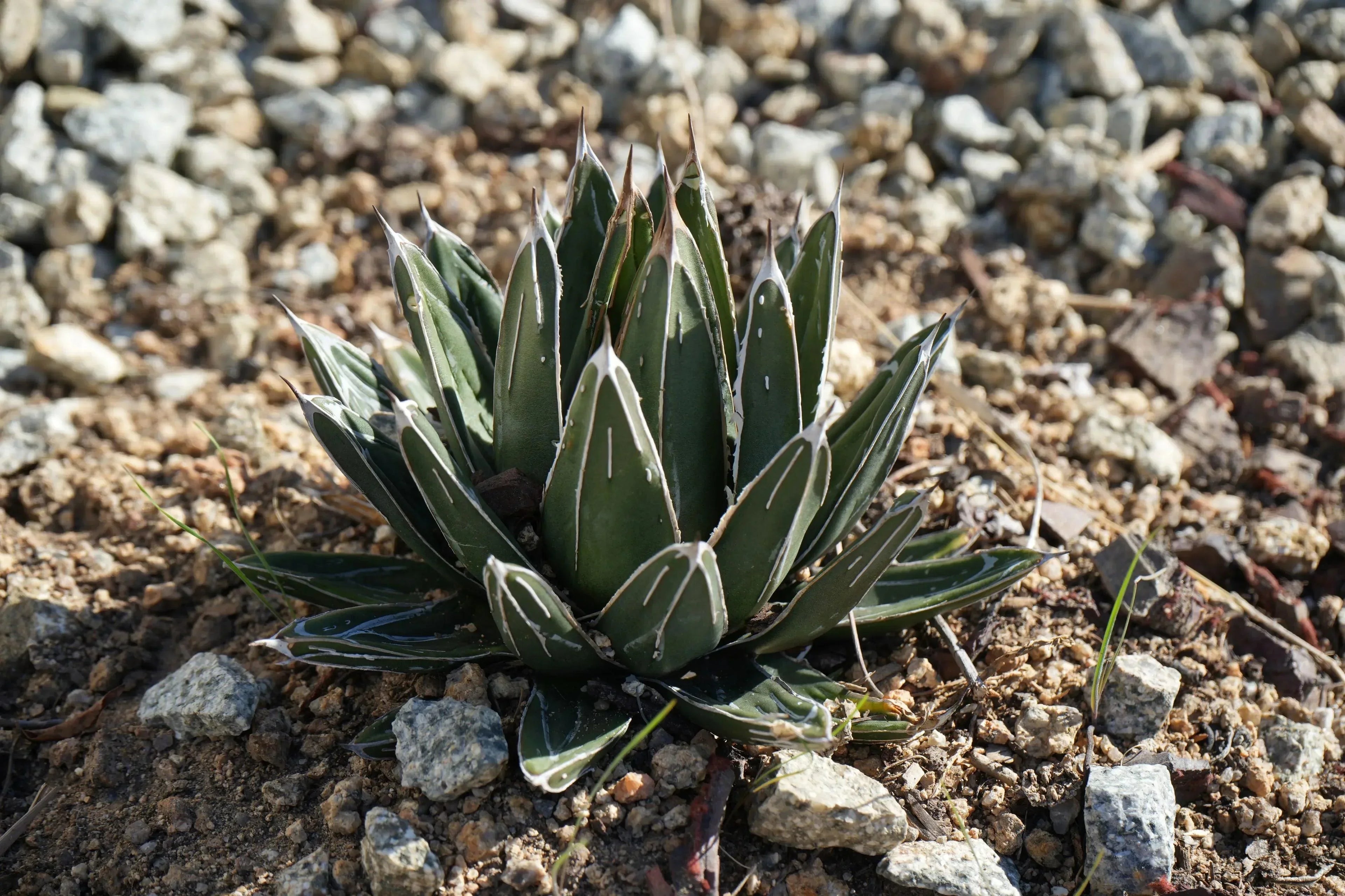 Agave victoriae-reginae succulent with white markings growing in rocky soil