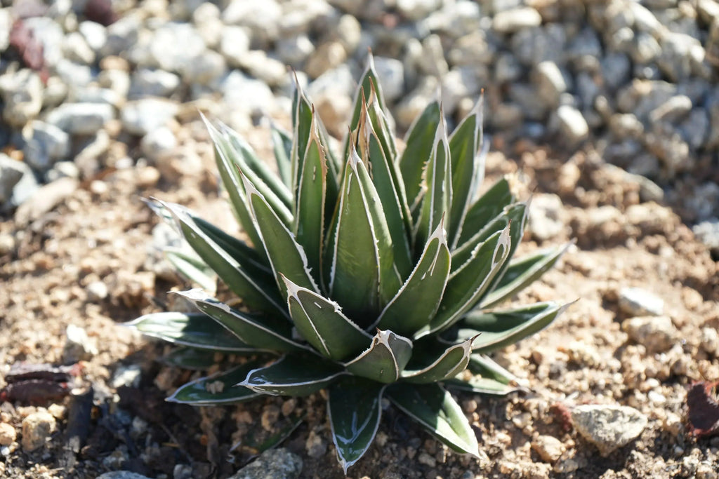 Agave victoriae-reginae succulent with white-edged leaves in a rocky garden bed