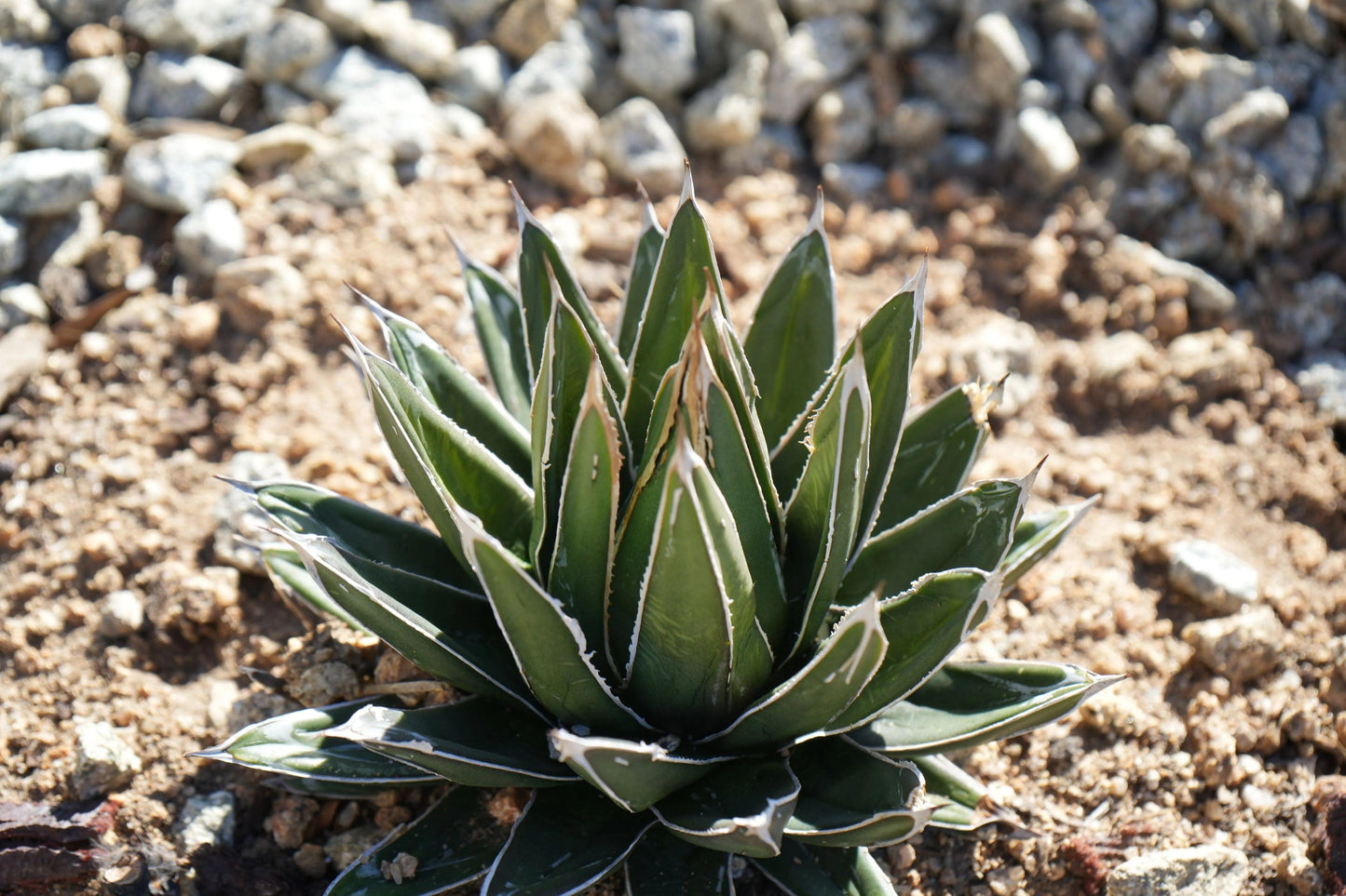 Agave victoriae-reginae: A Royal Succulent - Bonte Farm
