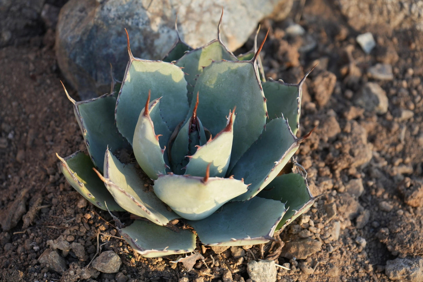 Agave truncata succulent plant with thick blue-green leaves and sharp brown spines in rocky soil