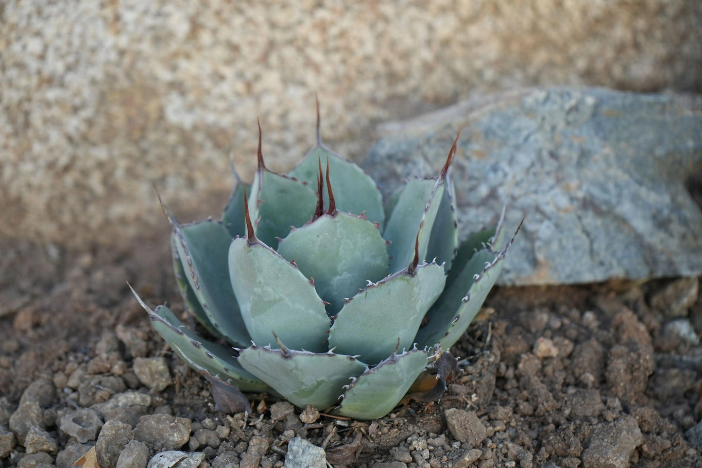 Agave truncata plant with thick blue-green leaves and sharp brown spines, growing in rocky soil