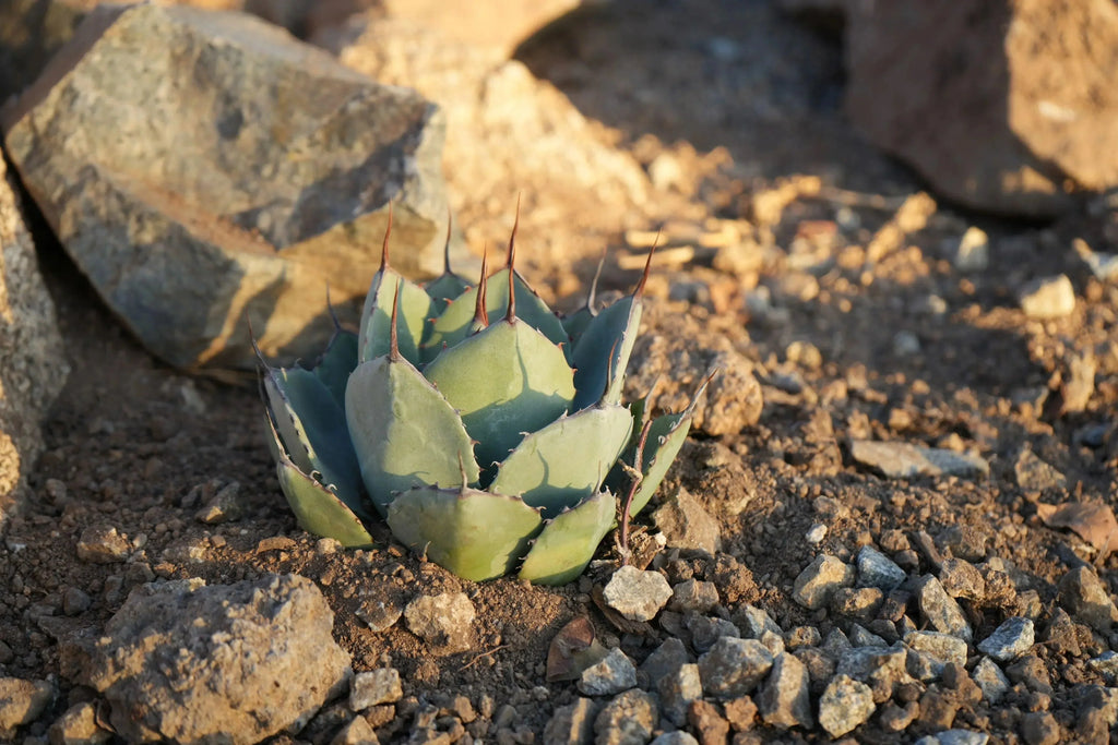 Agave truncata succulent with spiky leaves growing in rocky, sunlit desert soil