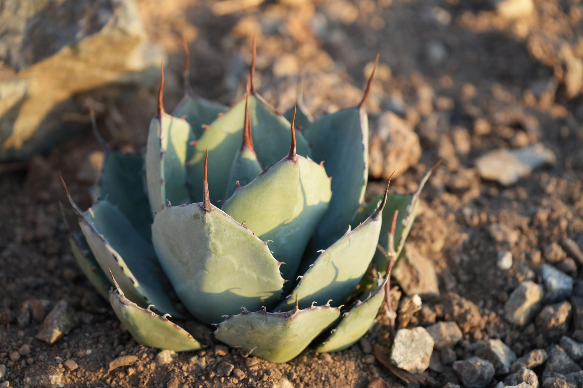 Agave truncata succulent with thick blue-green leaves and brown spines growing in rocky soil