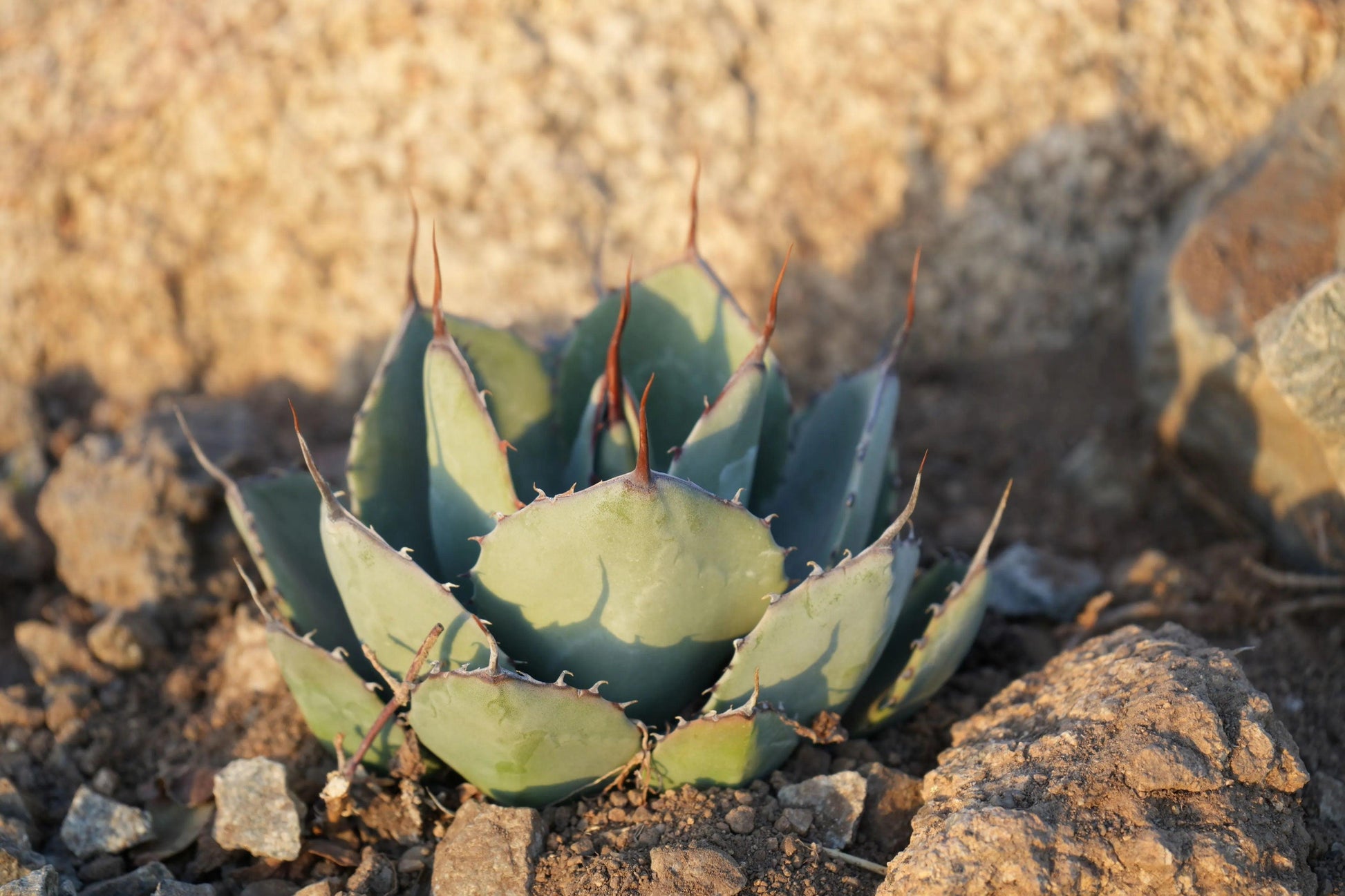 Agave truncata succulent plant with thick blue-green leaves and brown spines in dry rocky soil