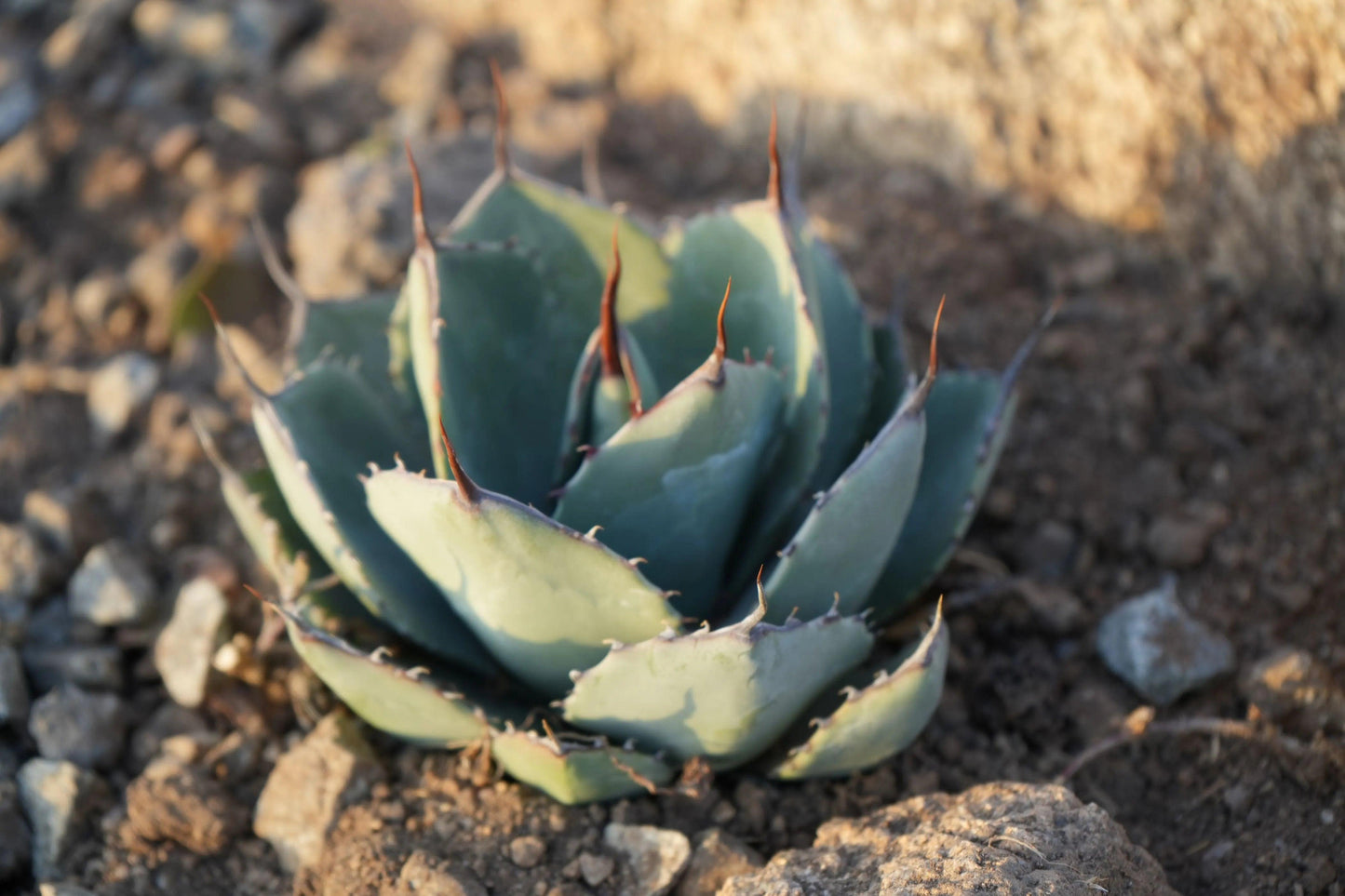 Agave plant with thick blue-green leaves and sharp brown tips growing in rocky soil