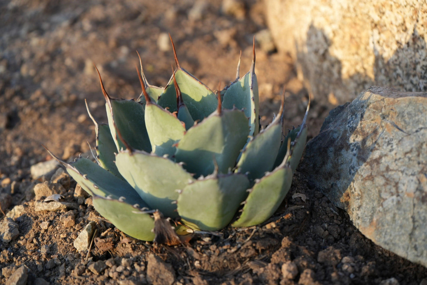 Agave truncata plant with thick blue-green leaves and sharp brown tips in rocky soil