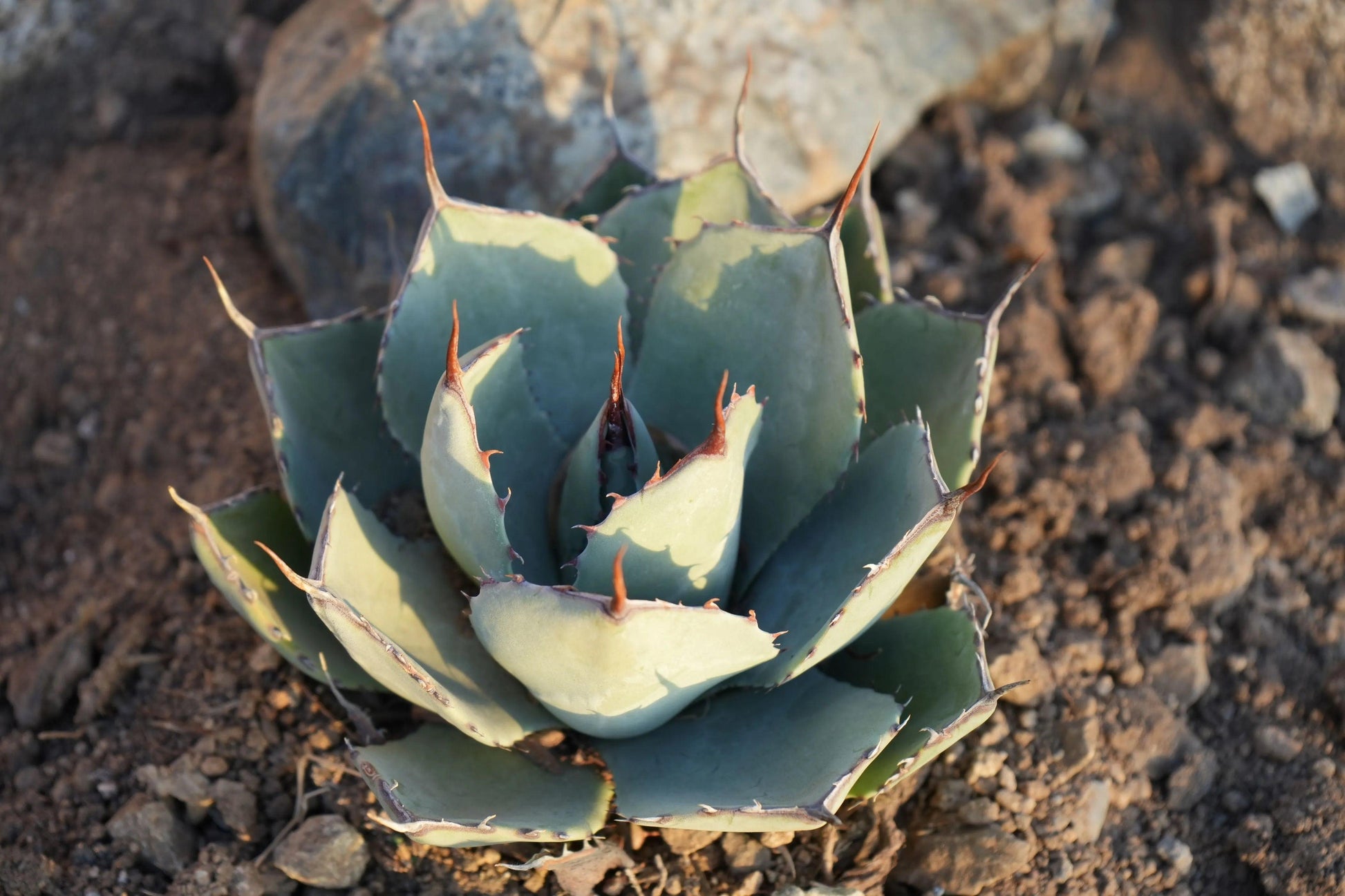 Agave truncata succulent plant with thick blue-green leaves and sharp brown spines in rocky soil