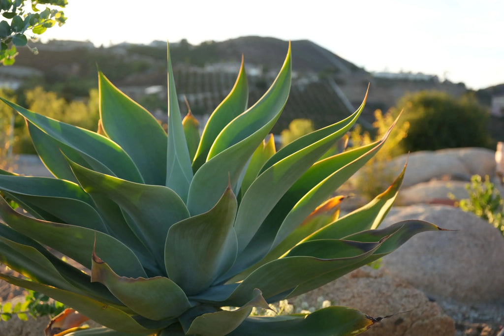 Agave Blue Flame succulent with pointed green-blue leaves in a sunny outdoor garden.