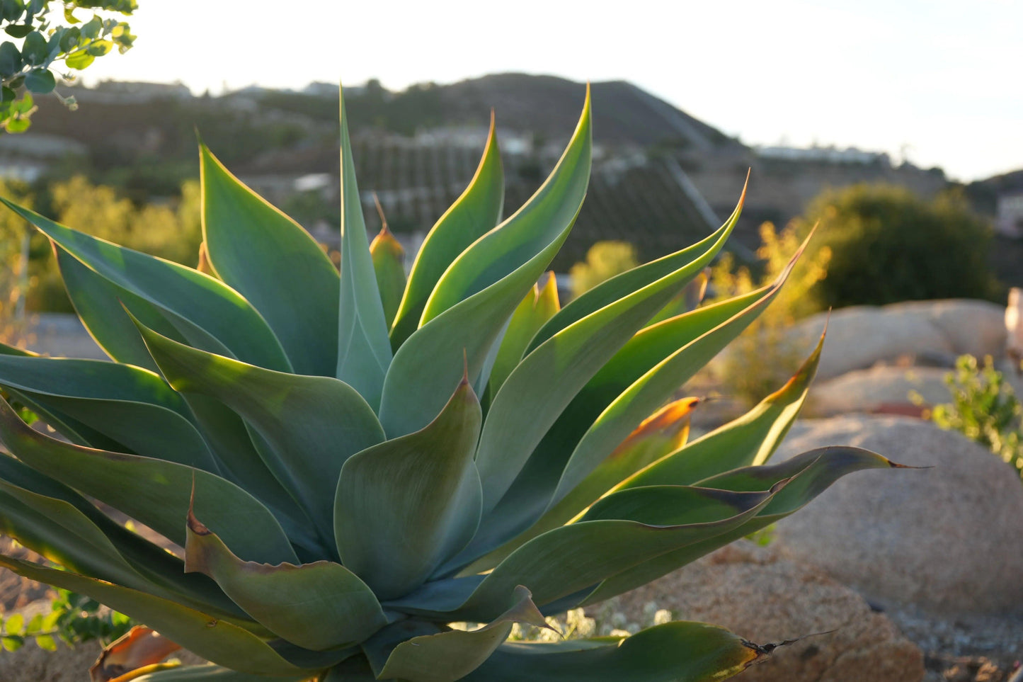 Close-up of agave blue flame plant with pointed green leaves in sunny desert landscape with hills