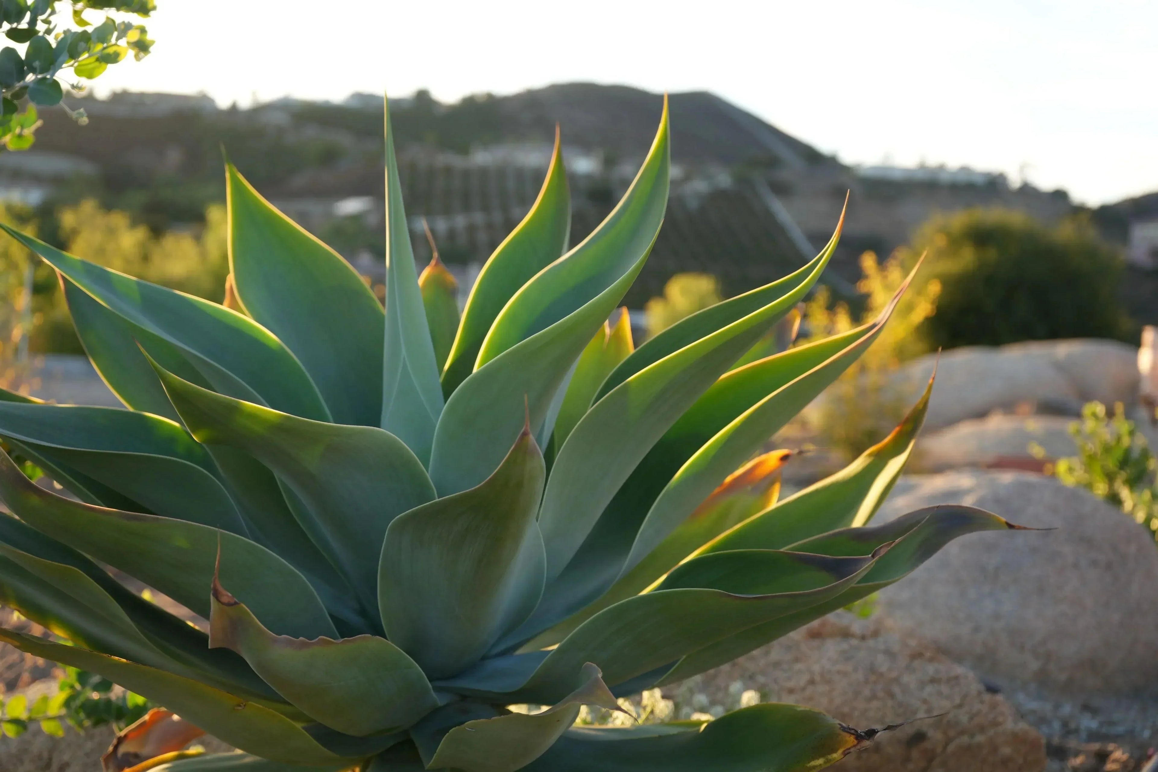 Agave Blue Flame succulent with pointed green-blue leaves in a sunny outdoor garden.
