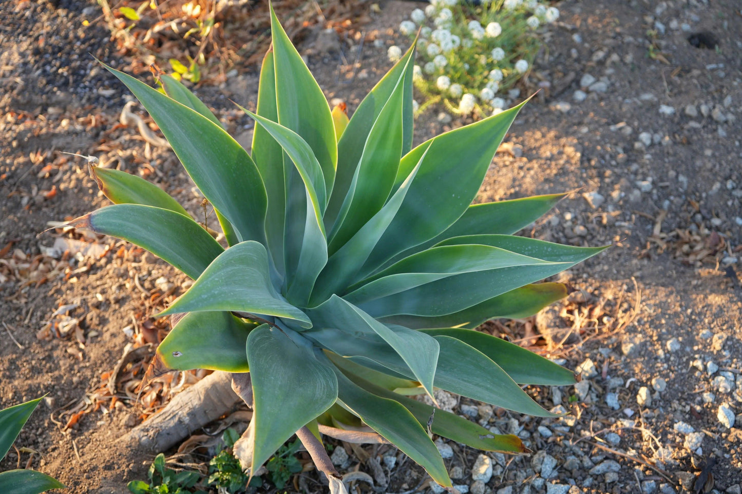 Agave Blue Flame plant with thick green leaves growing in rocky soil under sunlight