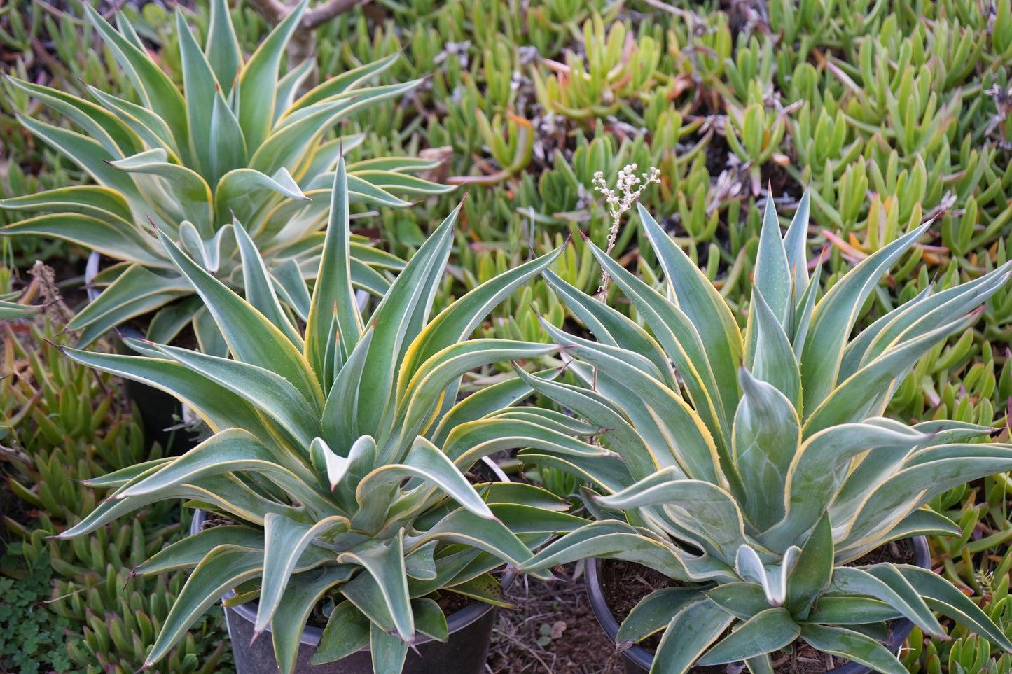 Three potted Agave desmettiana succulent plants with pointed green leaves edged in yellow