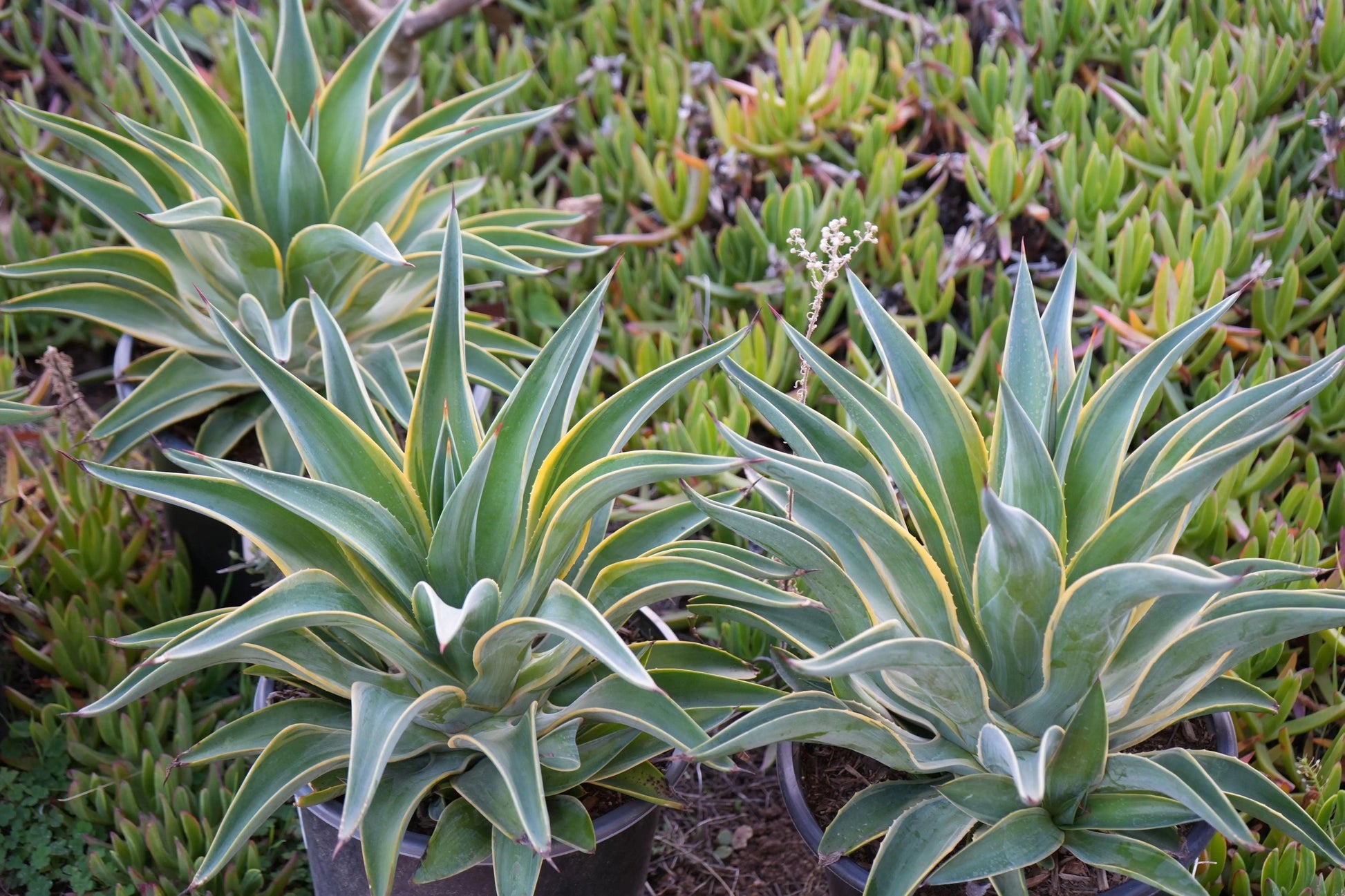 Three potted Agave desmettiana succulent plants with pointed green leaves edged in yellow
