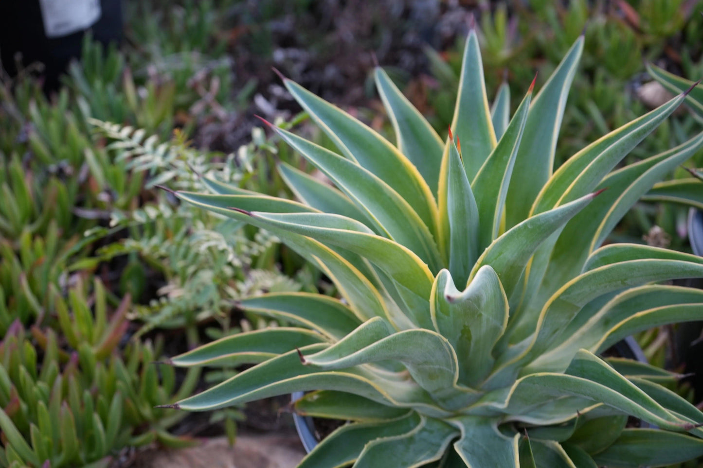 Close-up of Agave desmettiana succulent with pointed green leaves and yellow edges in outdoor garden