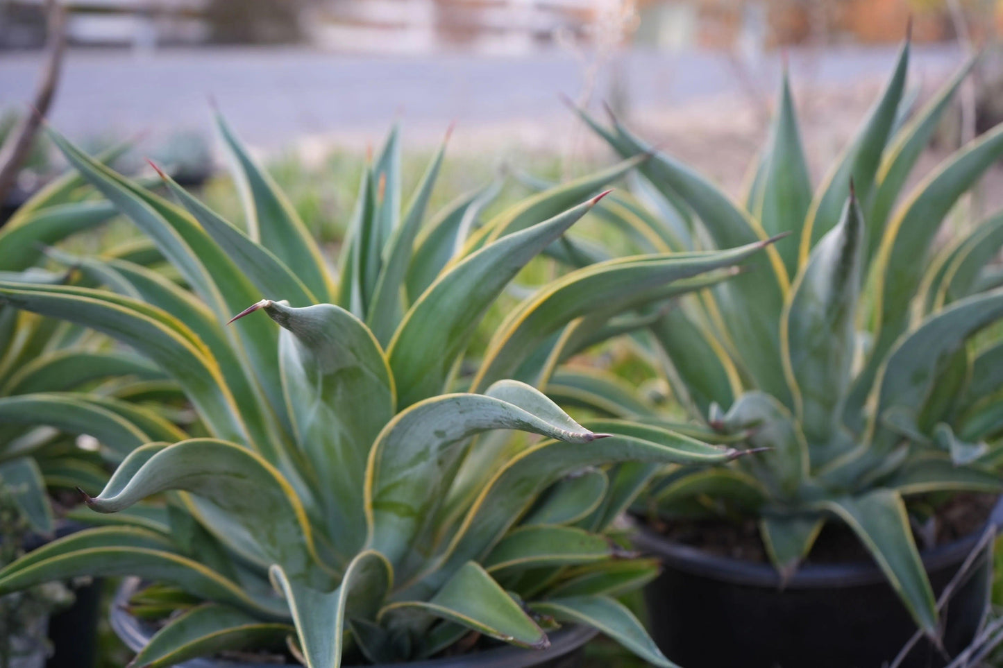 Close-up of Agave desmettiana plants with pointed green leaves edged in yellow, in black pots outdoors