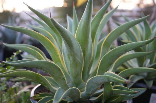 Agave desmettiana plant with thick green leaves edged in yellow, growing in a pot outdoors