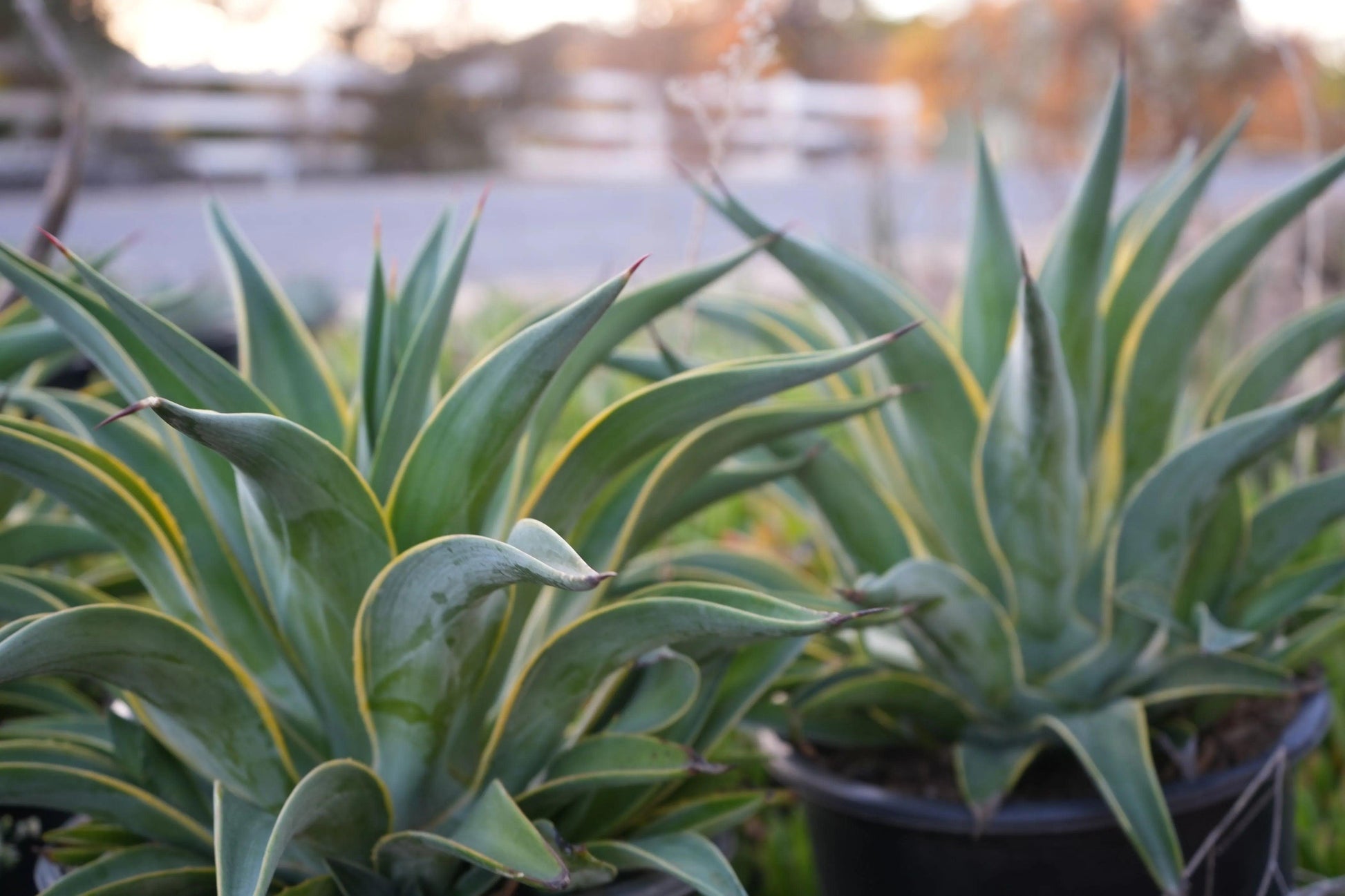 Close-up of variegated agave plants with thick spiky leaves and yellow edges in black pots outdoors