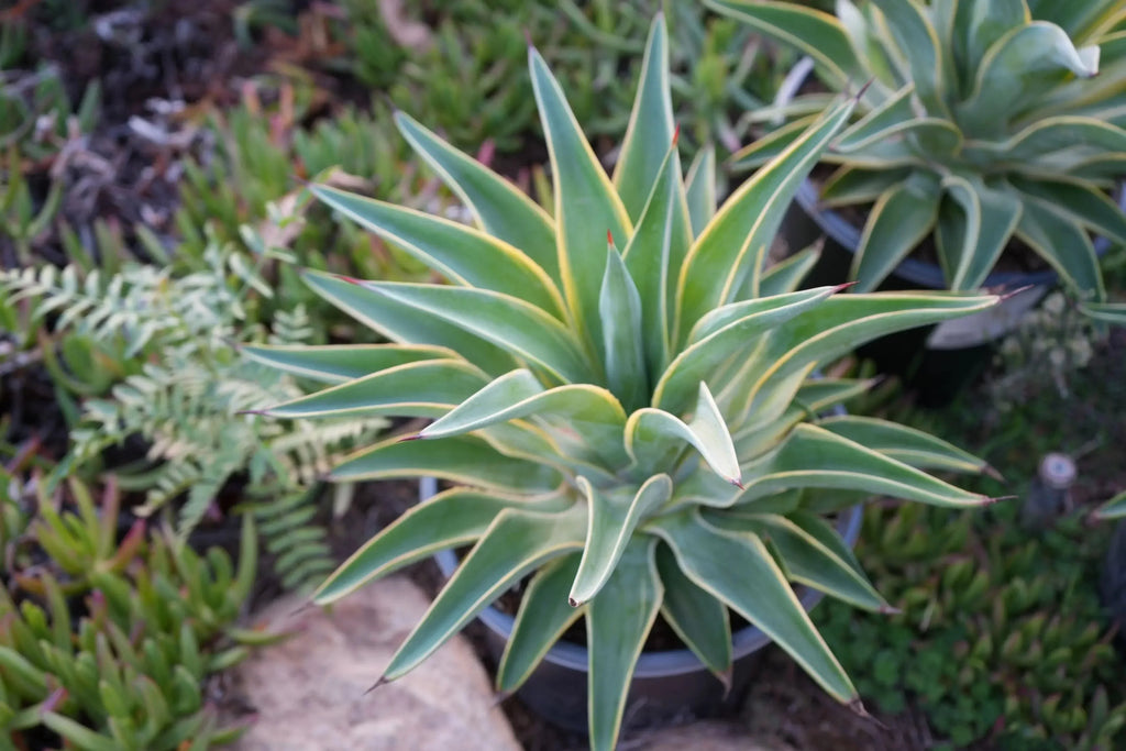 Agave desmettiana variegated succulent plant with yellow-edged green leaves outdoors