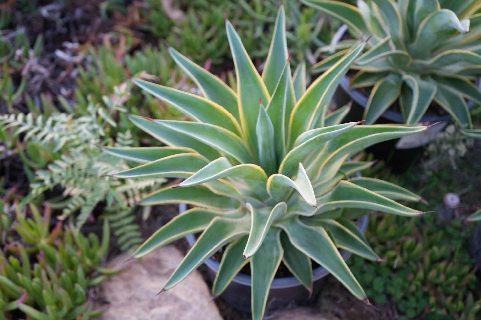 Agave desmettiana succulent plant in a black pot surrounded by other green plants in garden