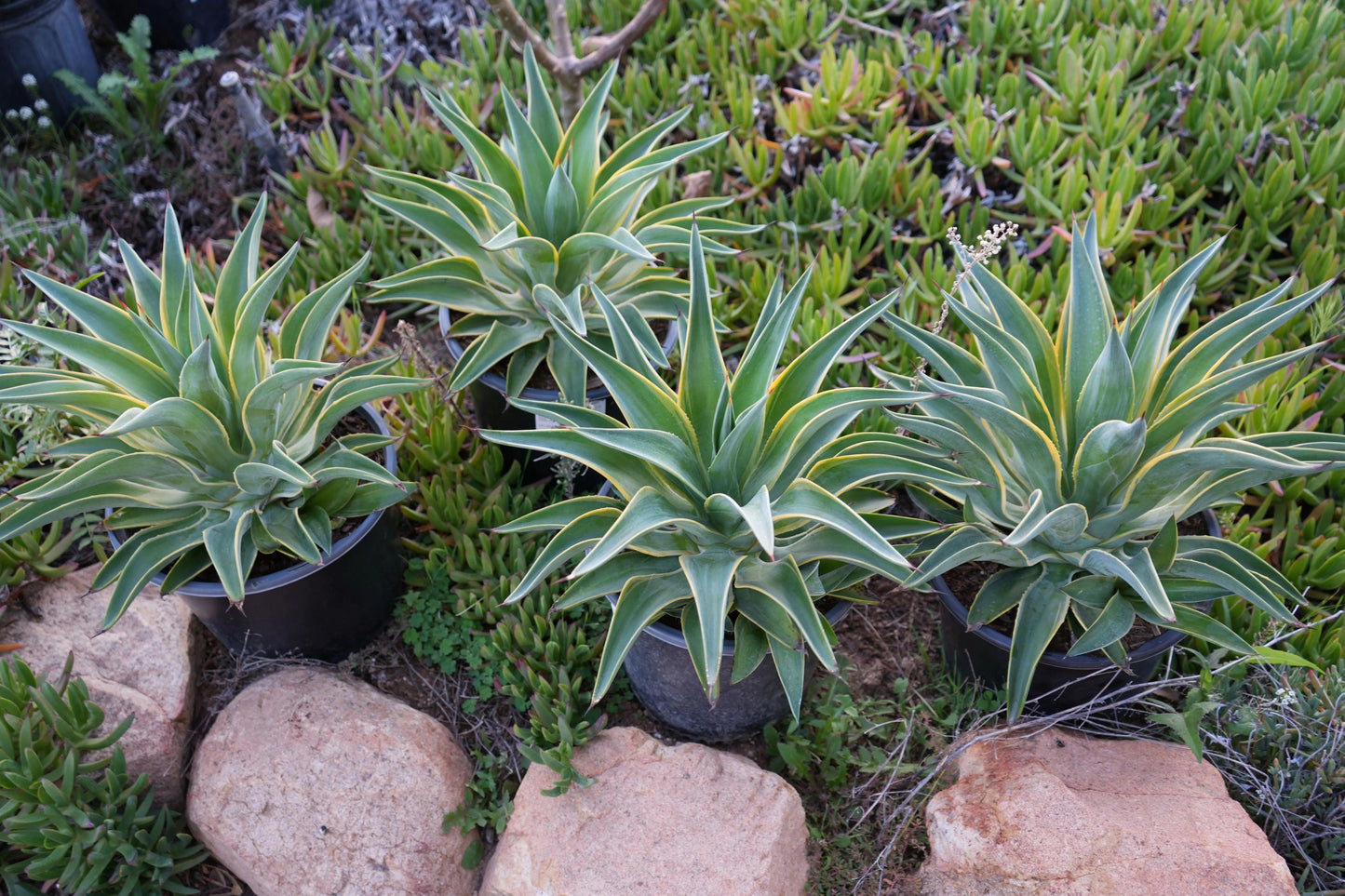 Agave desmettiana succulents with yellow-edged leaves in black pots on rocky ground