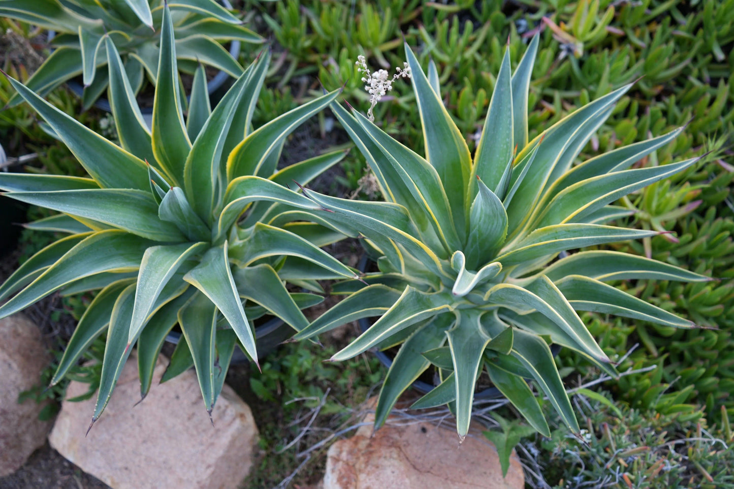 Top view of two variegated Agave desmettiana succulent plants with green and yellow leaves, surrounded by rocks and greenery