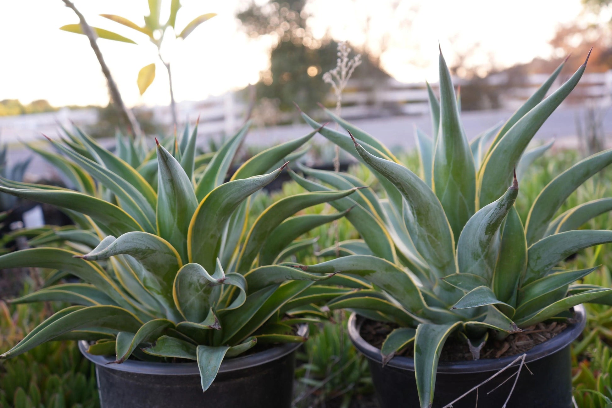Two potted Agave desmettiana succulent plants with thick green leaves edged in yellow outdoors at sunset