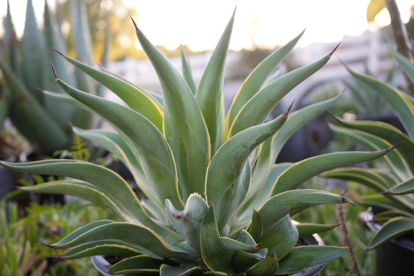 Agave desmettiana plant with thick green leaves and pointed tips in outdoor pots