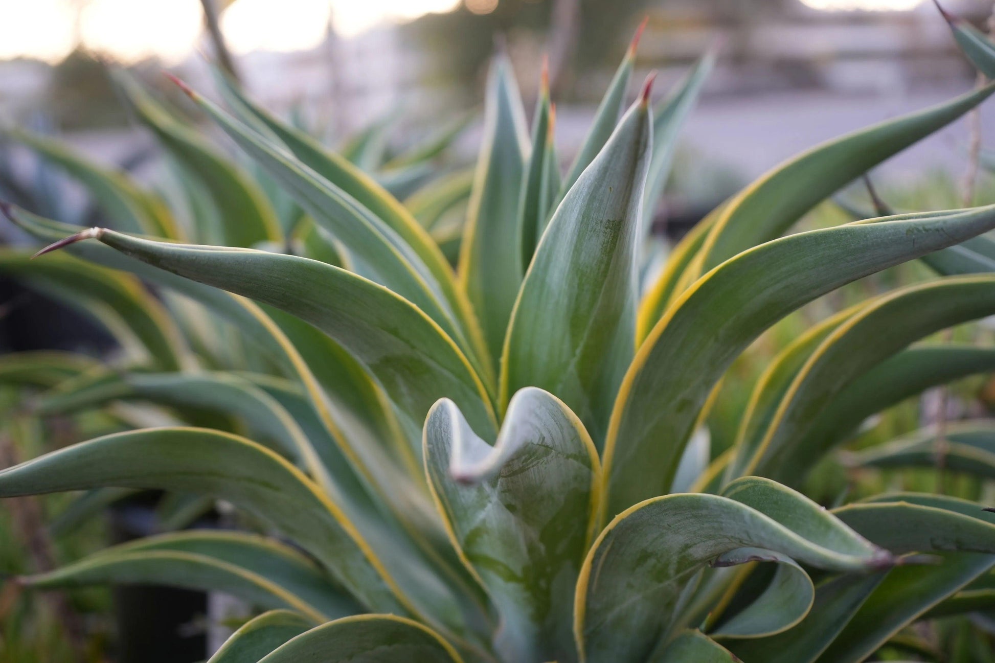 Close-up of Agave desmettiana succulent with green leaves edged in yellow in soft outdoor light