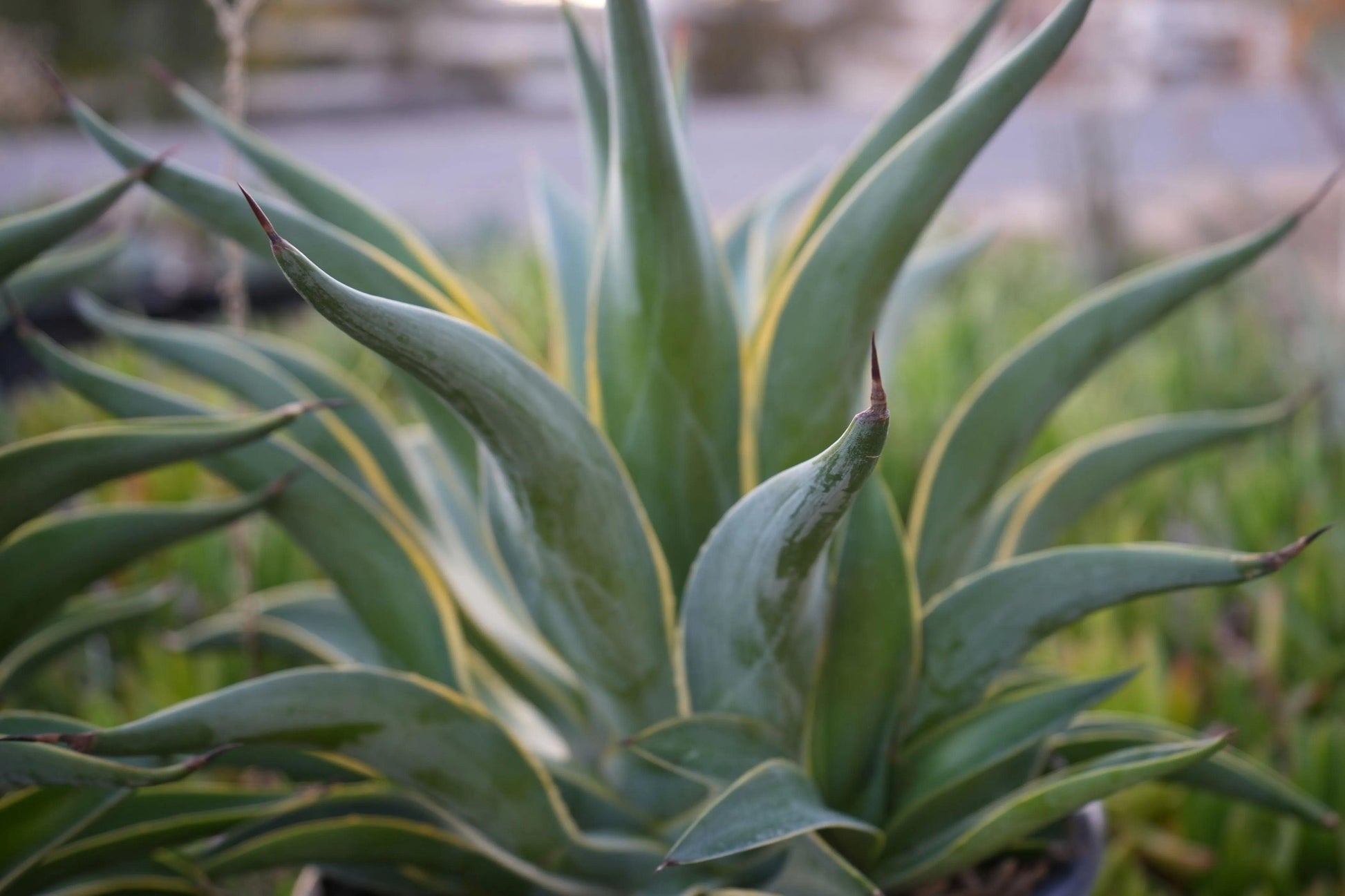 Close-up of Agave desmettiana succulent plant with thick green leaves and pointed tips in garden