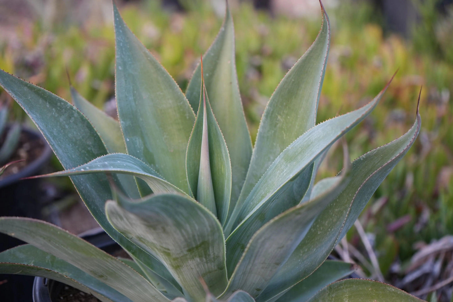 Close-up of a blue agave plant with pointed, succulent leaves and spiked edges in an outdoor setting