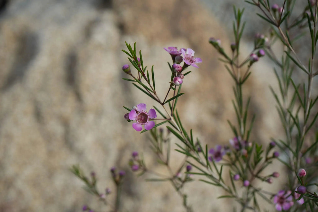 Waxflower with small pink blooms and slender green leaves against a blurred natural background.