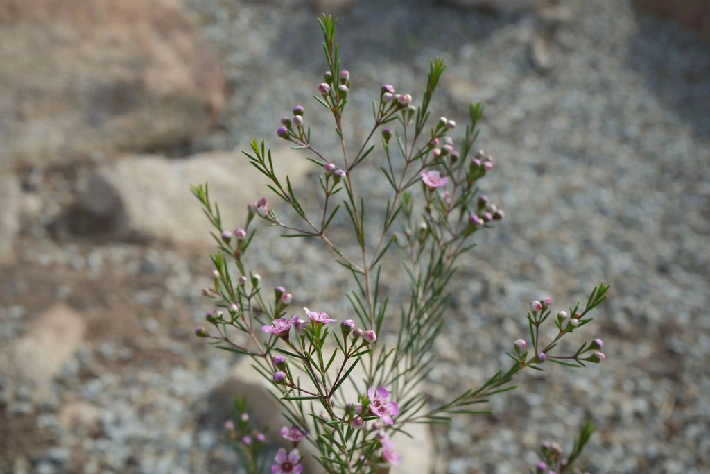 Waxflower plant with small pink blooms and narrow green leaves in a rocky outdoor setting