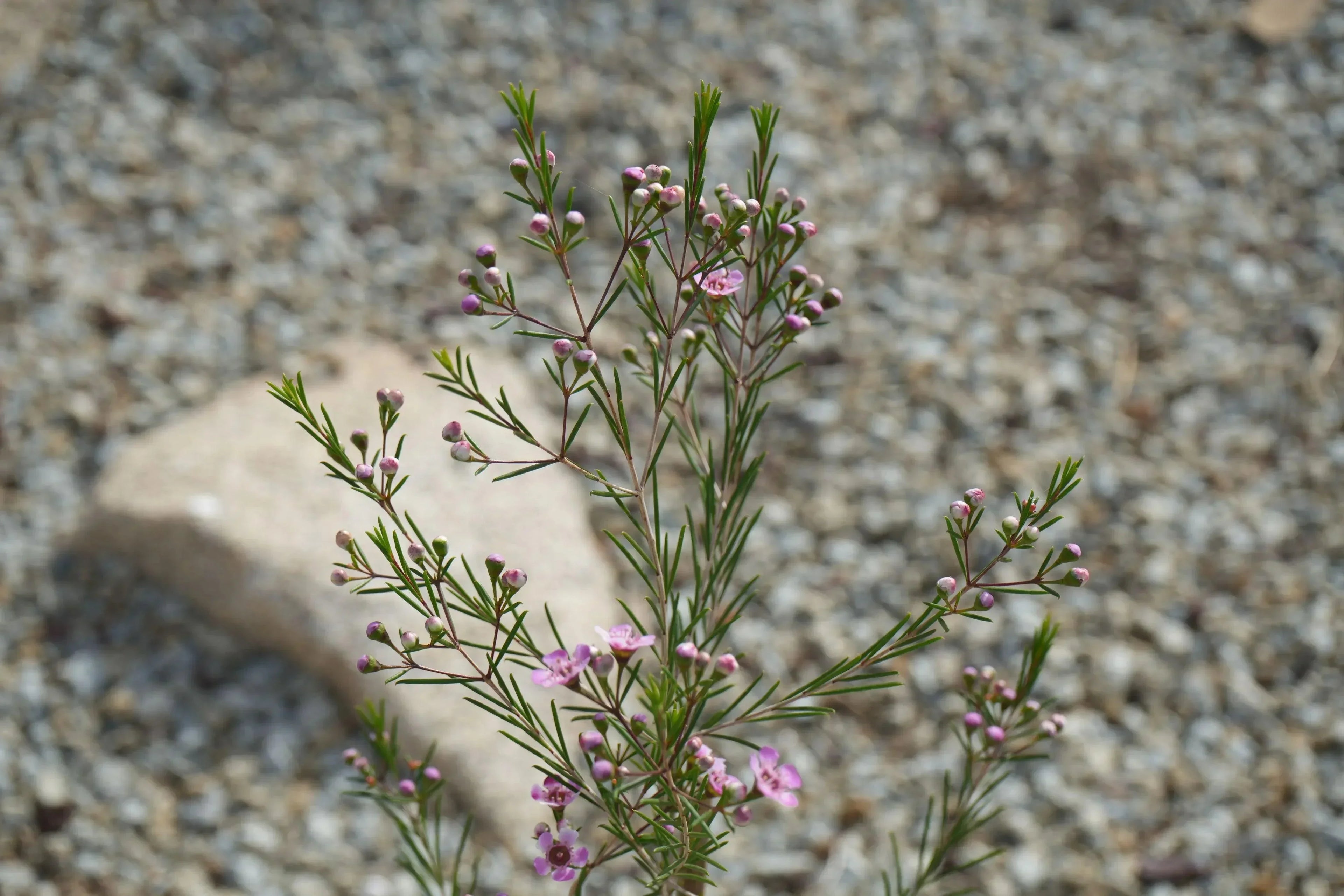 Waxflower plant with small pink blossoms and green needle-like leaves in a rocky garden