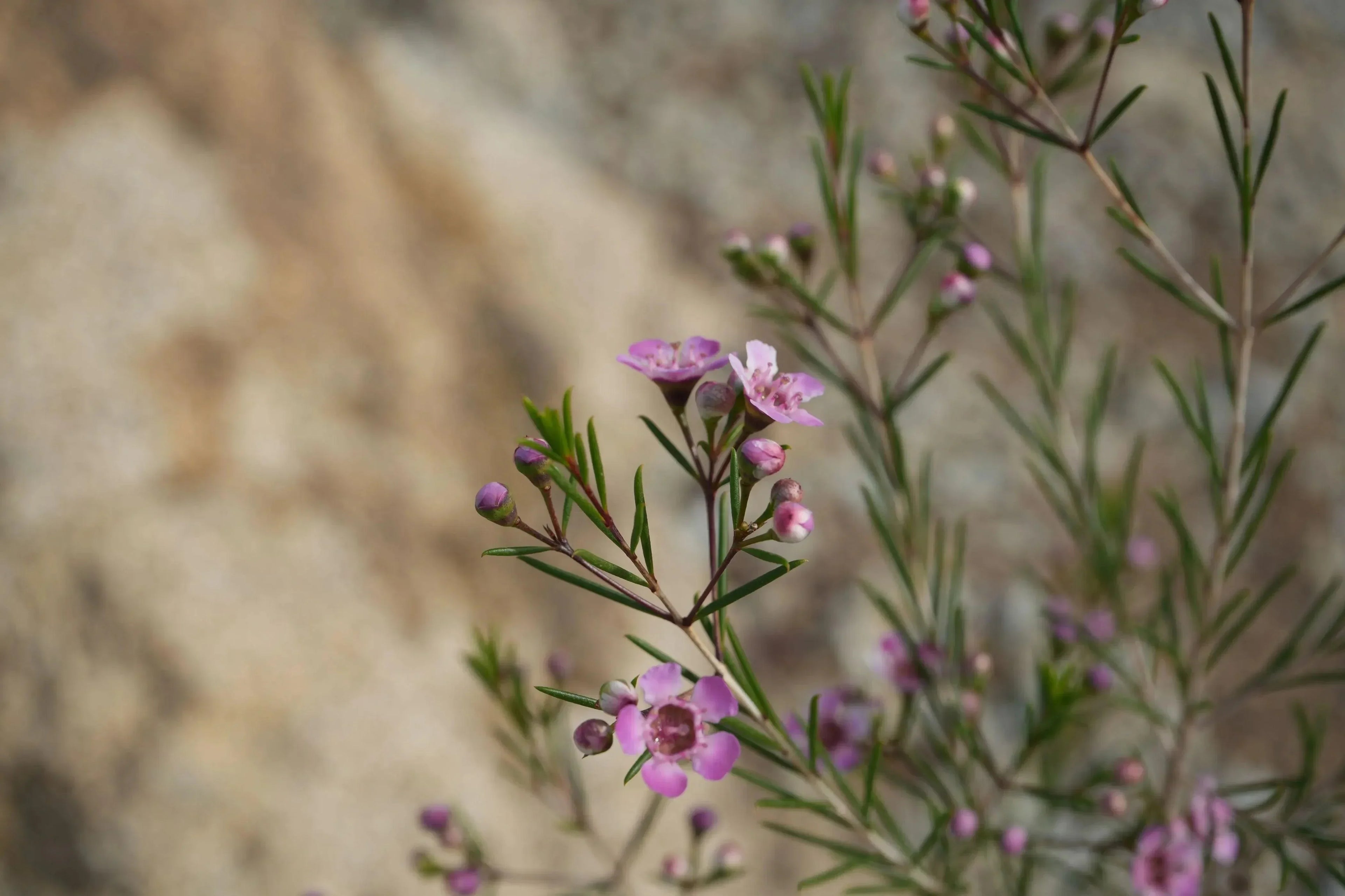Close-up of waxflower plant with pink blossoms and green stems outdoors