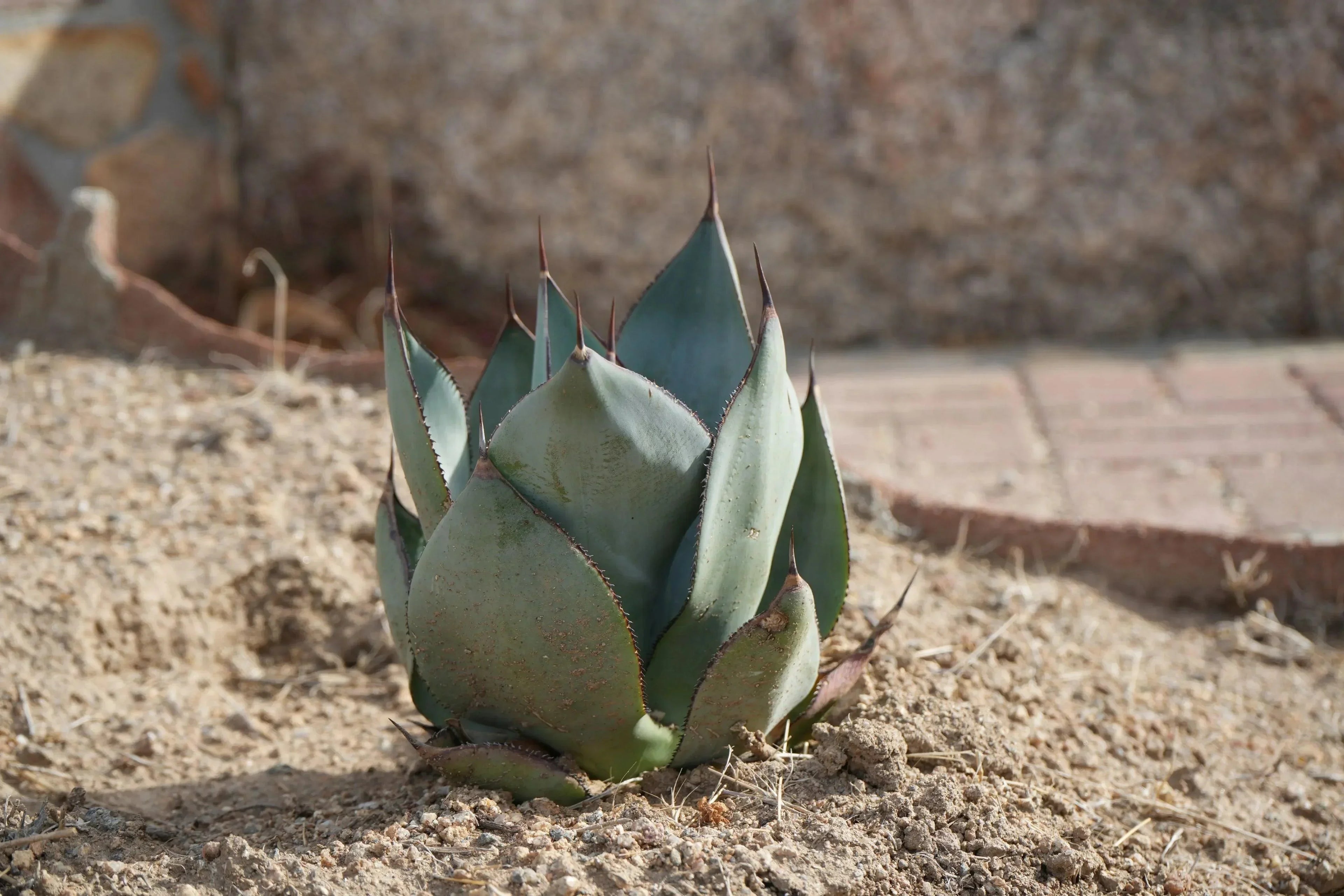 Agave Nova succulent with thick blue-green leaves and spiky tips growing in dry soil