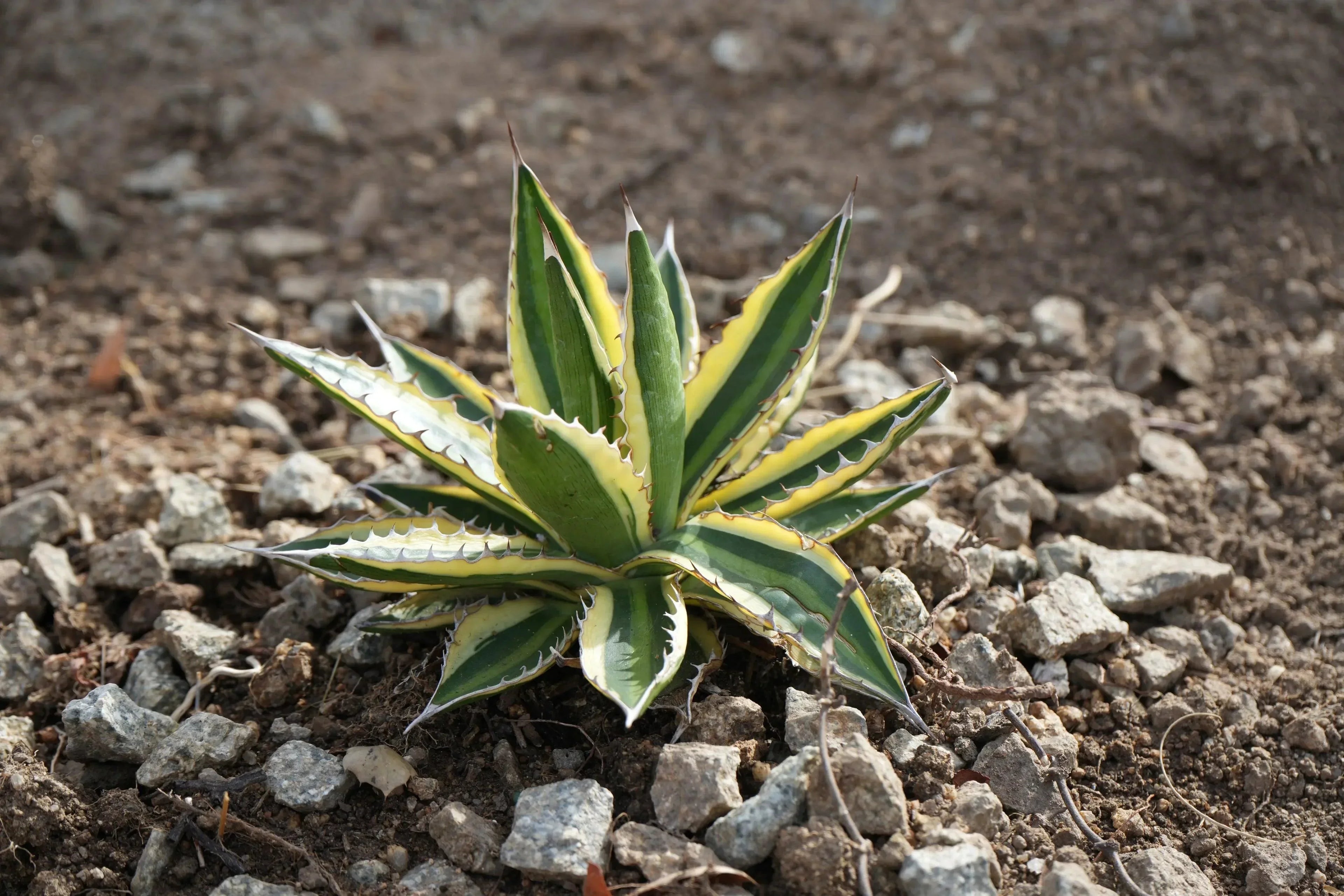 Agave quadricolor succulent with green and yellow striped leaves growing in rocky soil