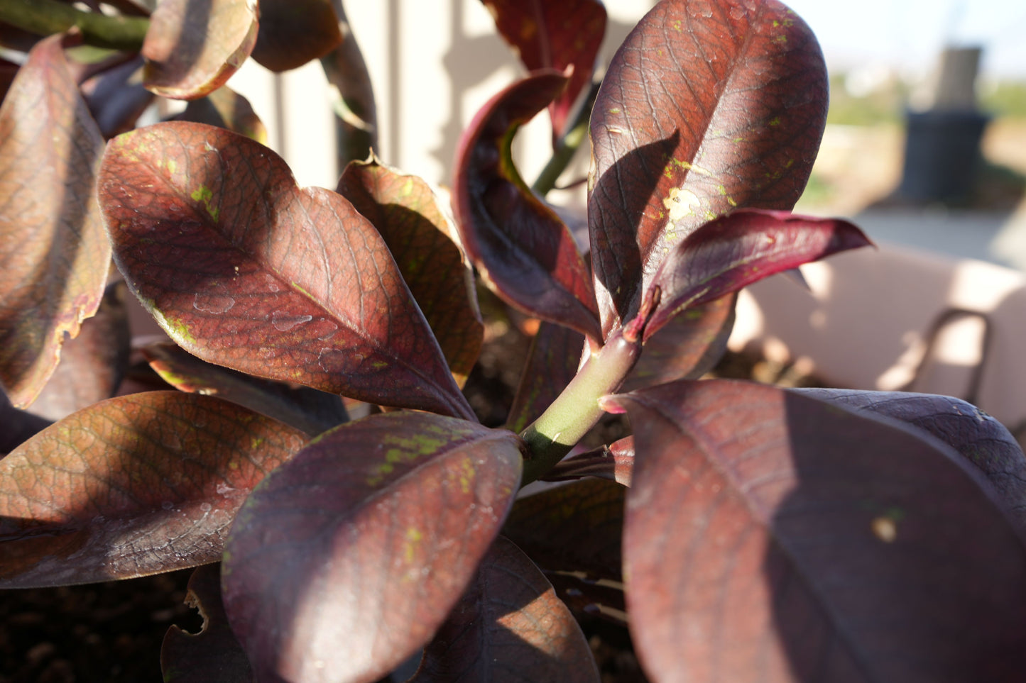Close-up of Euphorbia umbellata Rubra with reddish-purple leaves in a sunlit planter