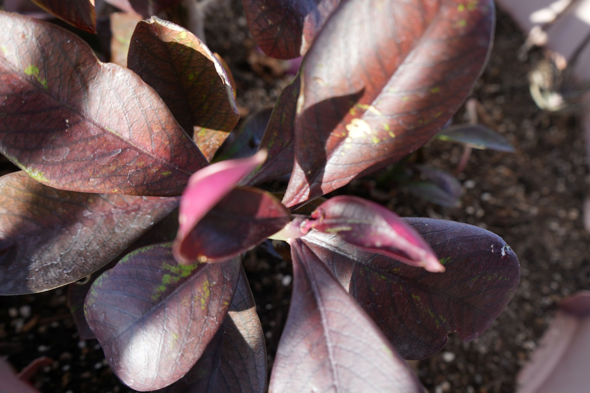 Close-up of Euphorbia umbellata Rubra with large, glossy purple and green-tinted leaves in potting soil