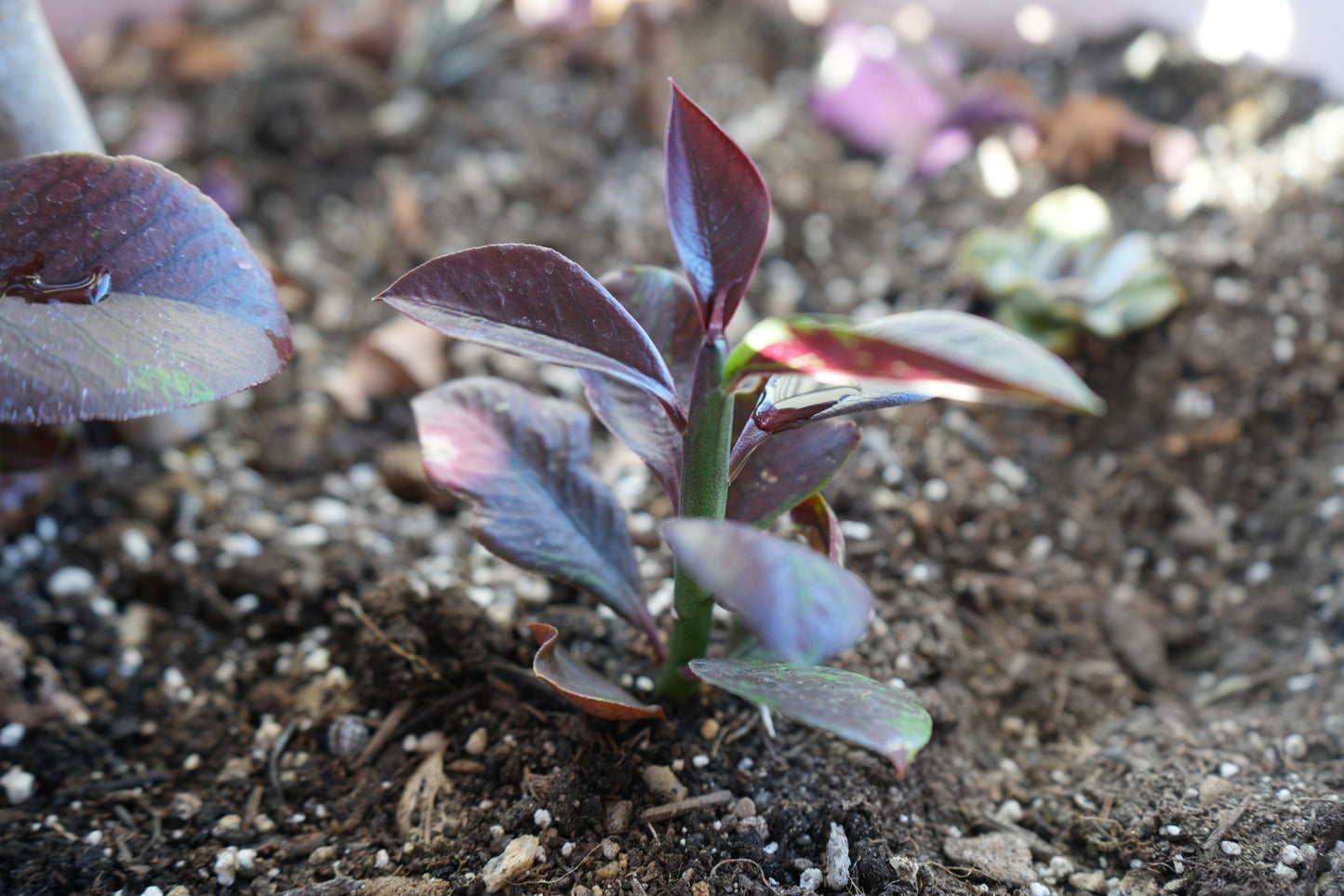 Close-up of Euphorbia umbellata Rubra seedling with purple leaves growing in soil