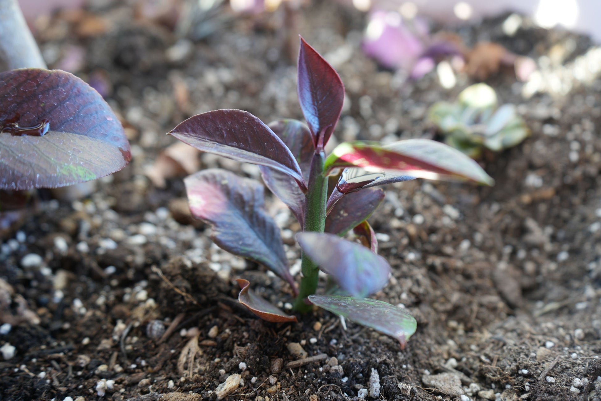 Close-up of Euphorbia umbellata Rubra seedling with purple leaves growing in soil