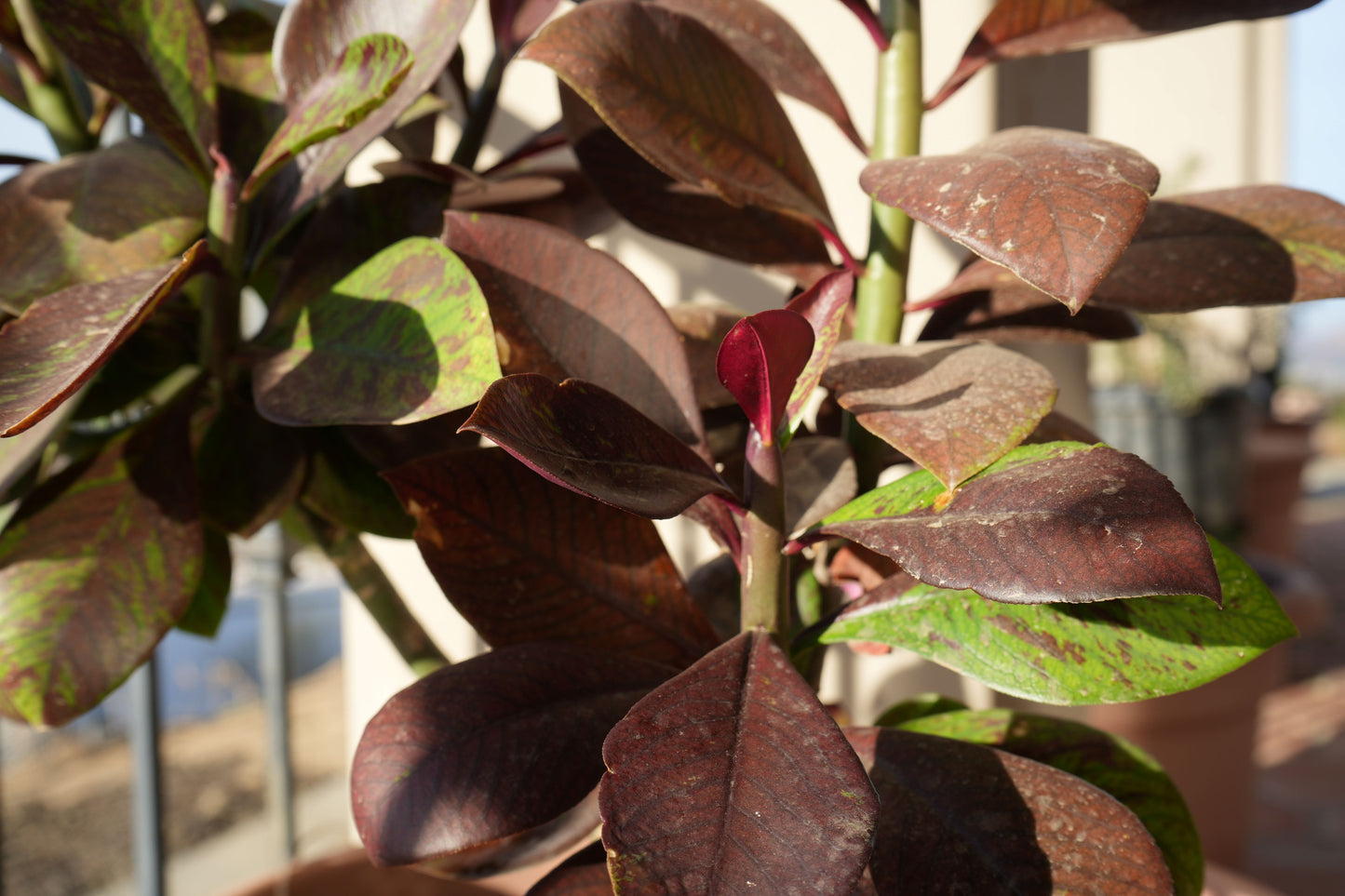 Close-up of Euphorbia umbellata Rubra with red and green variegated leaves in sunlight